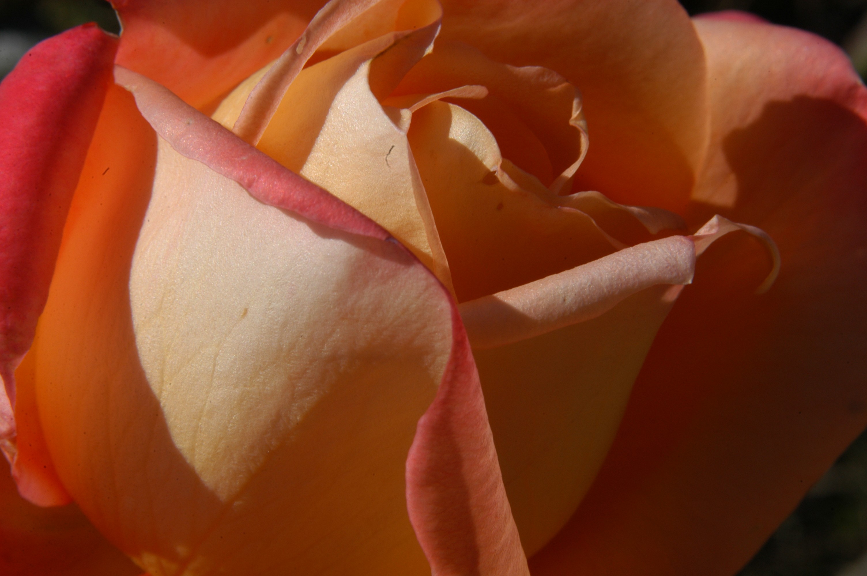 A beautiful orange rose