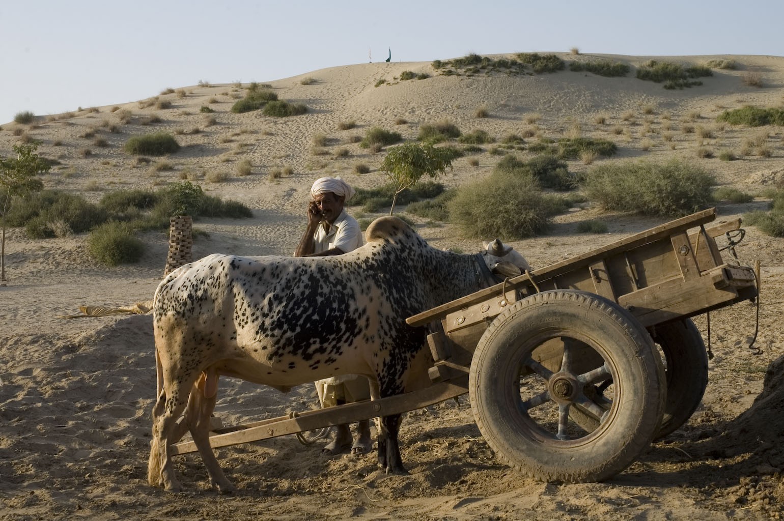 A man with his bull in the desert area