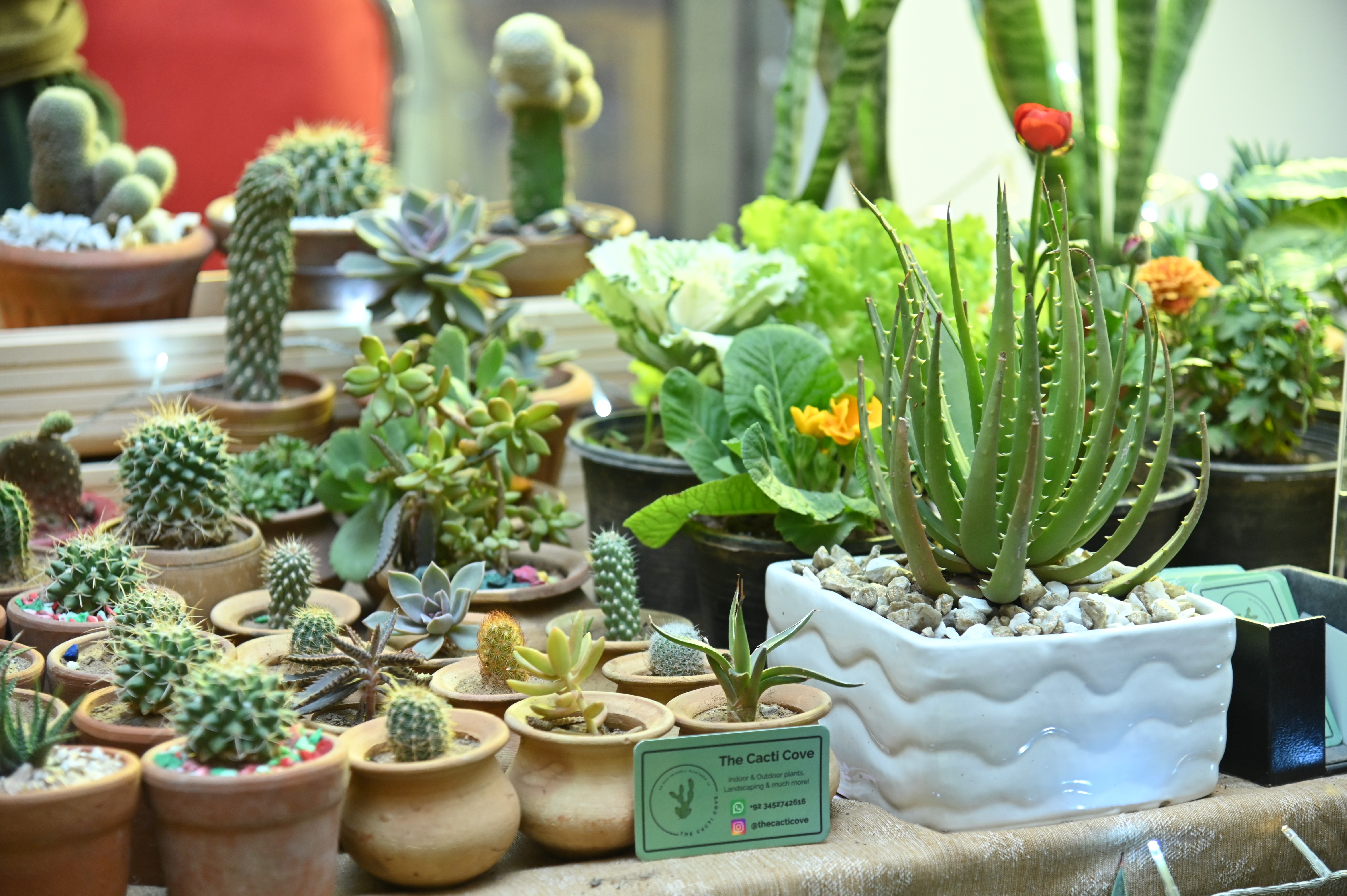 The Cacti Cove, Indoor and out door plants