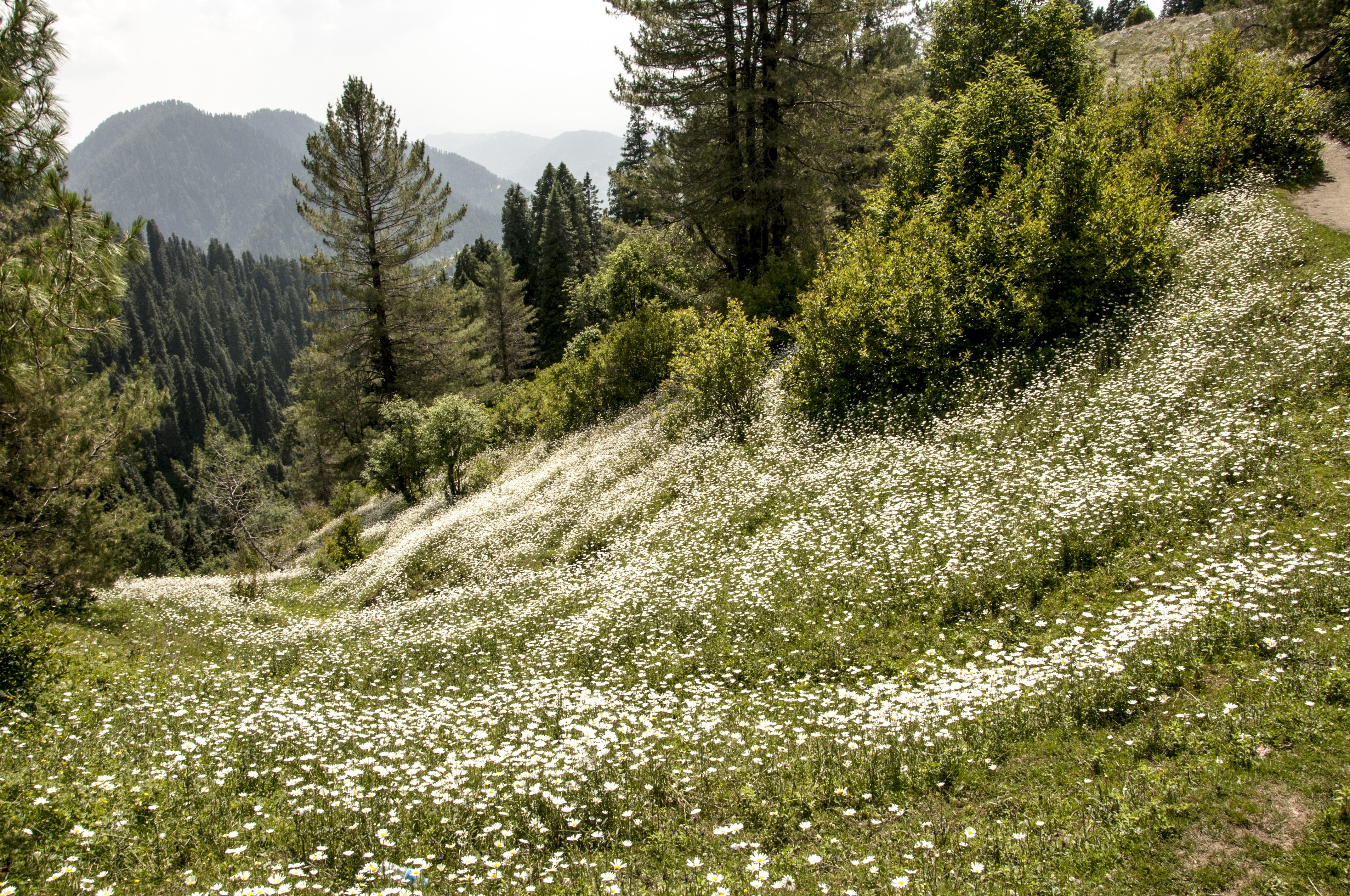 The scenic beauty of Ayubia with the ground covered with white flowers