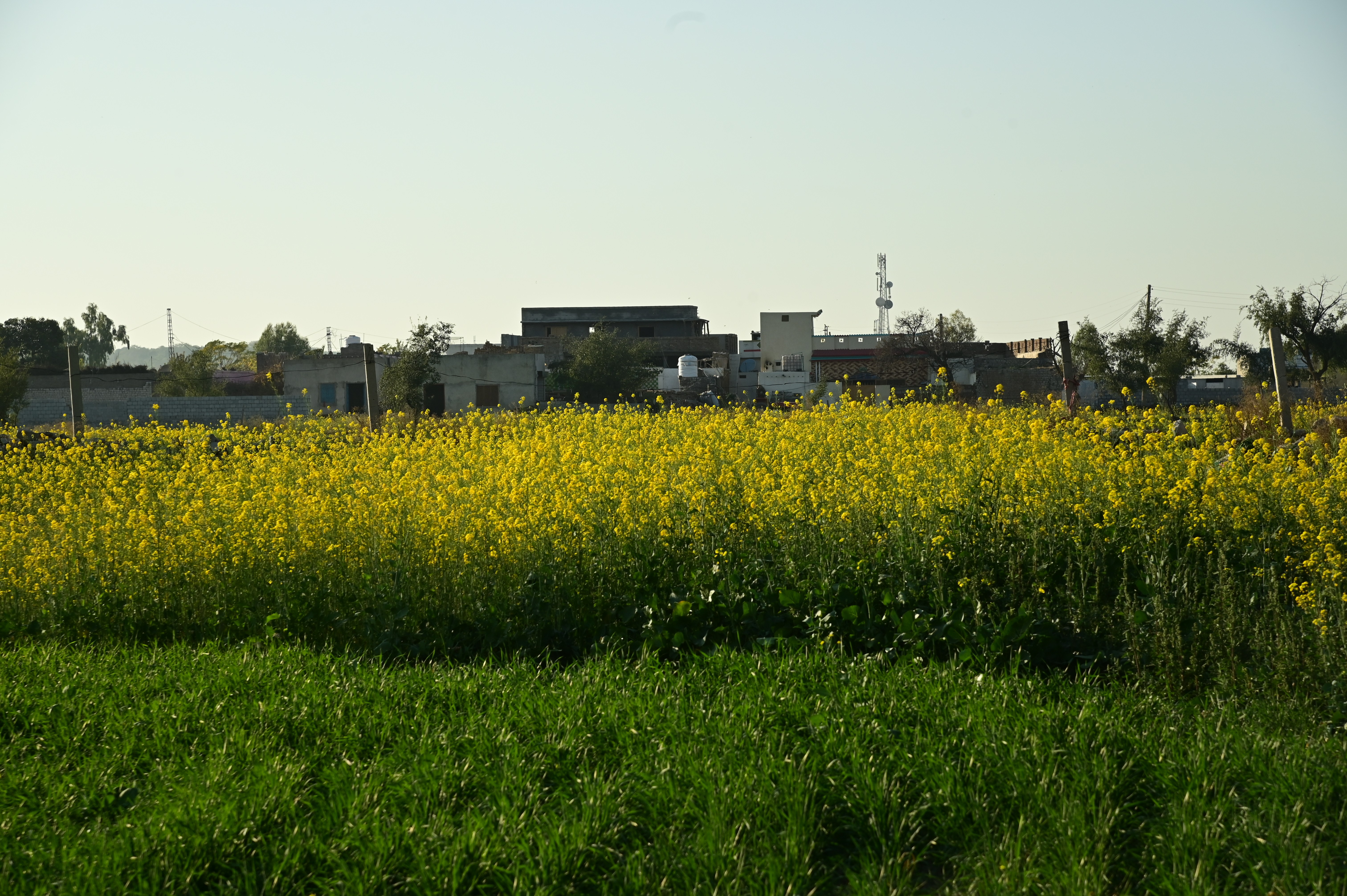 The mustard fields