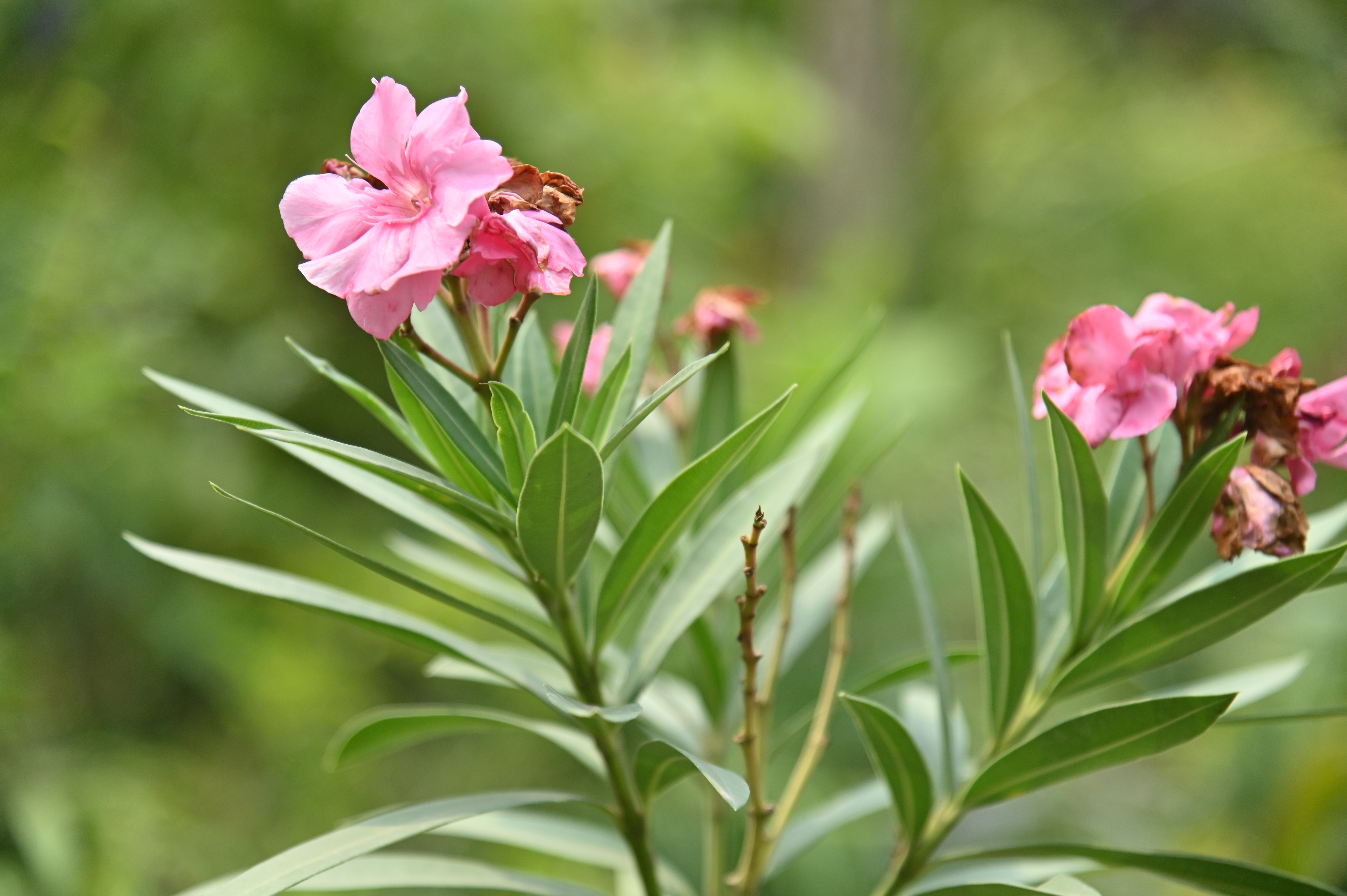 Beautiful flowers in a plant nursery