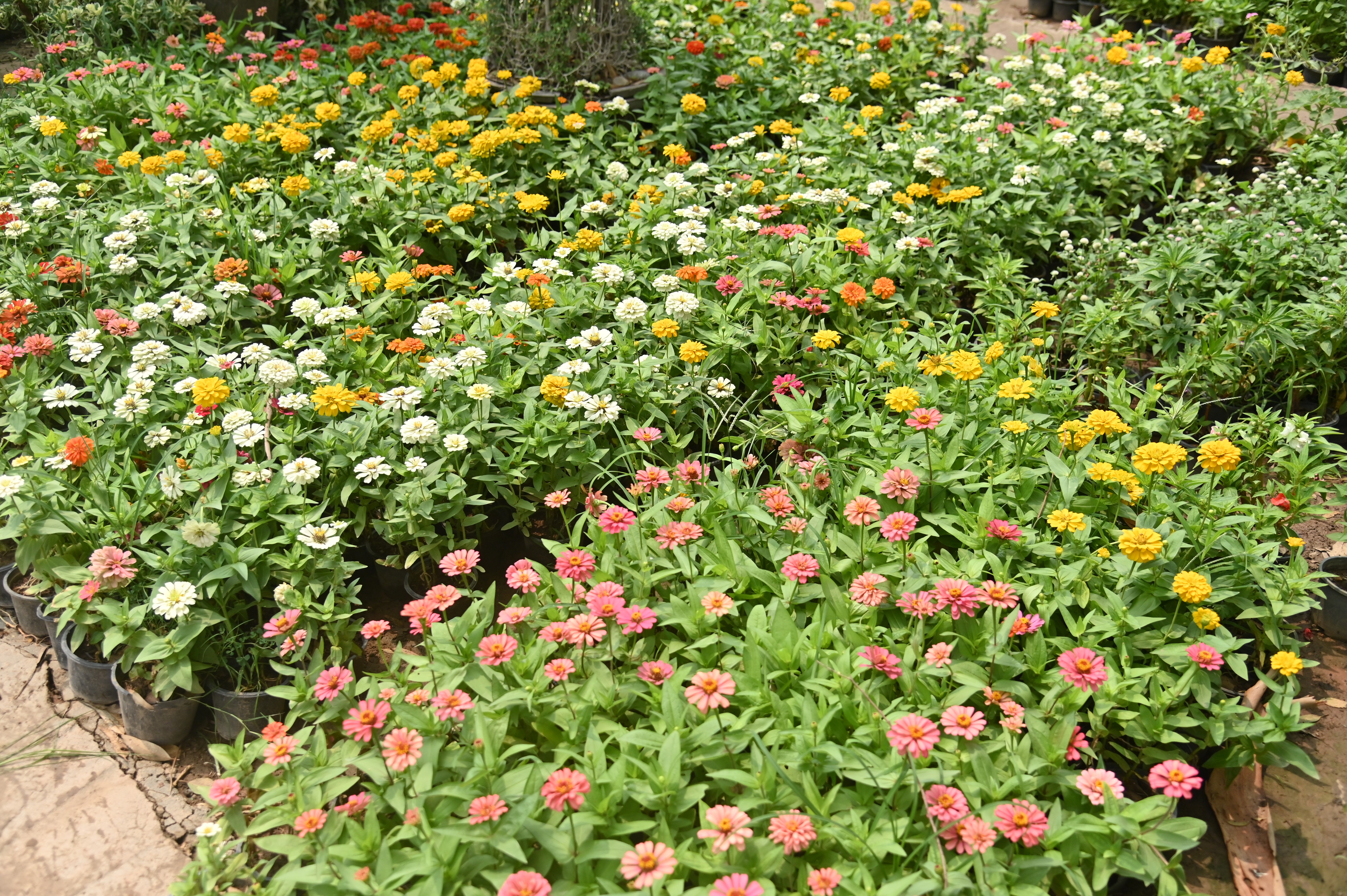 Beautiful flowers in a plant nursery
