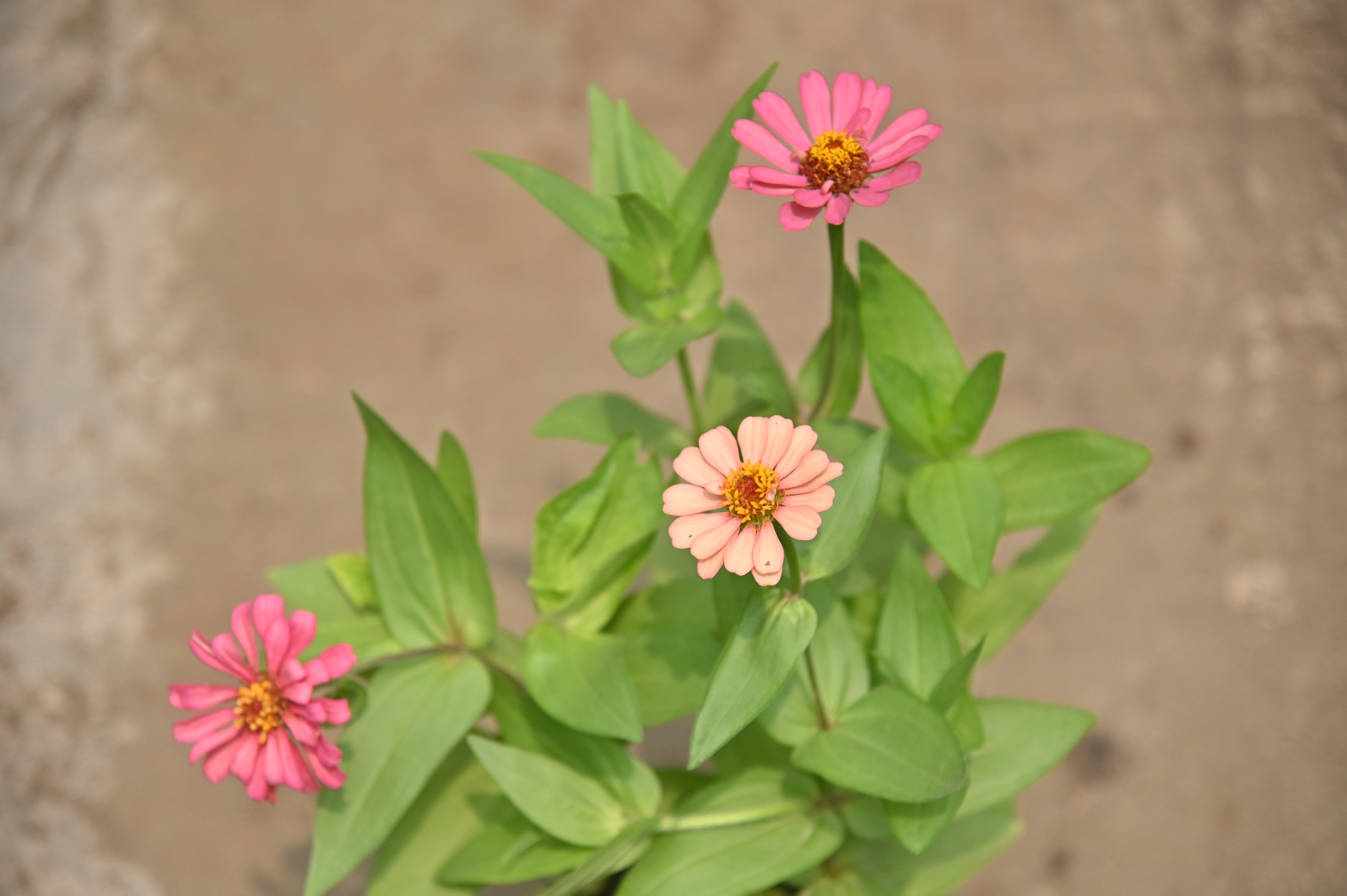 Beautiful flowers in a plant nursery