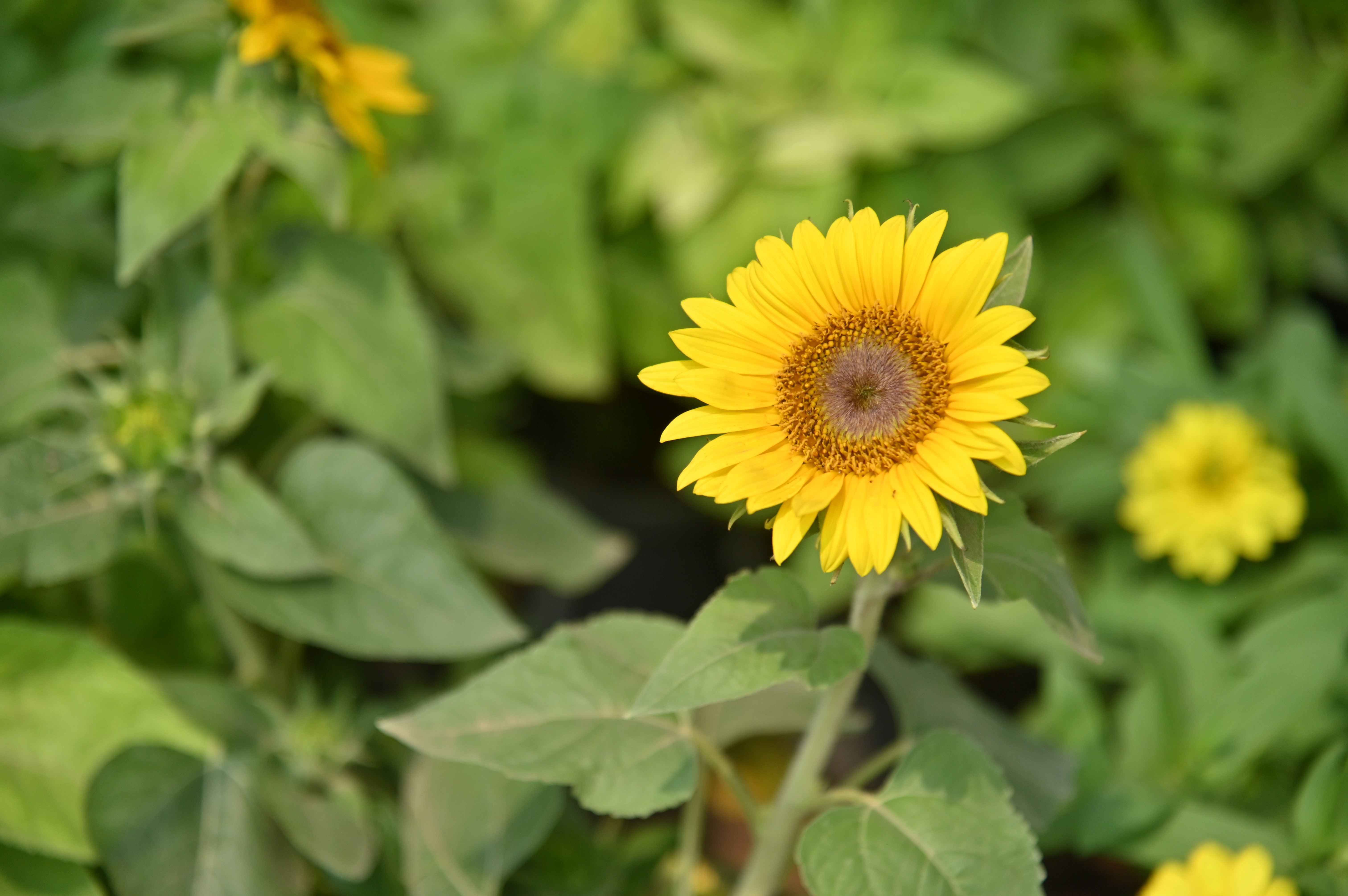Sunflower in a plant nursery