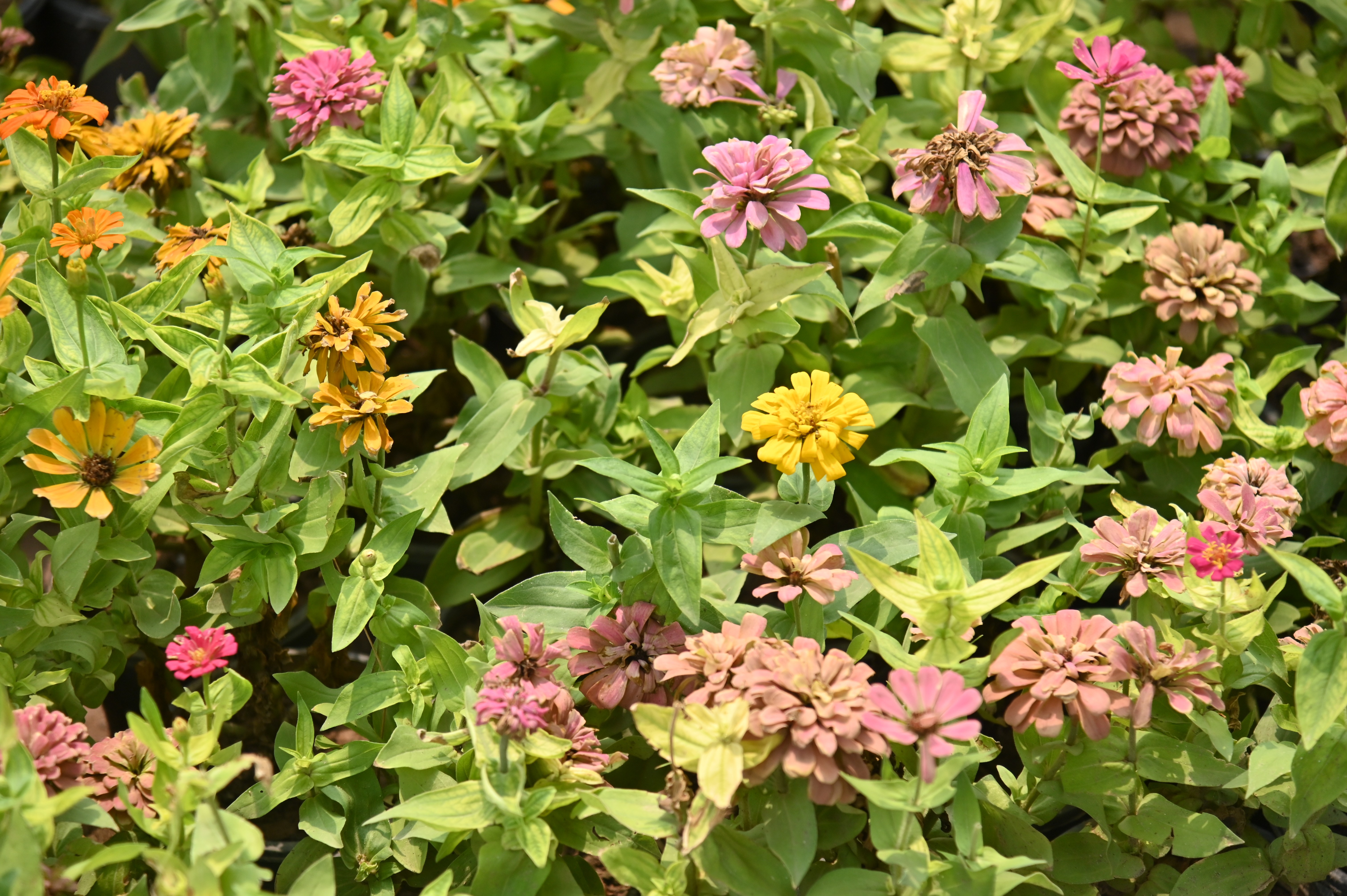 Beautiful flowers in a plant nursery