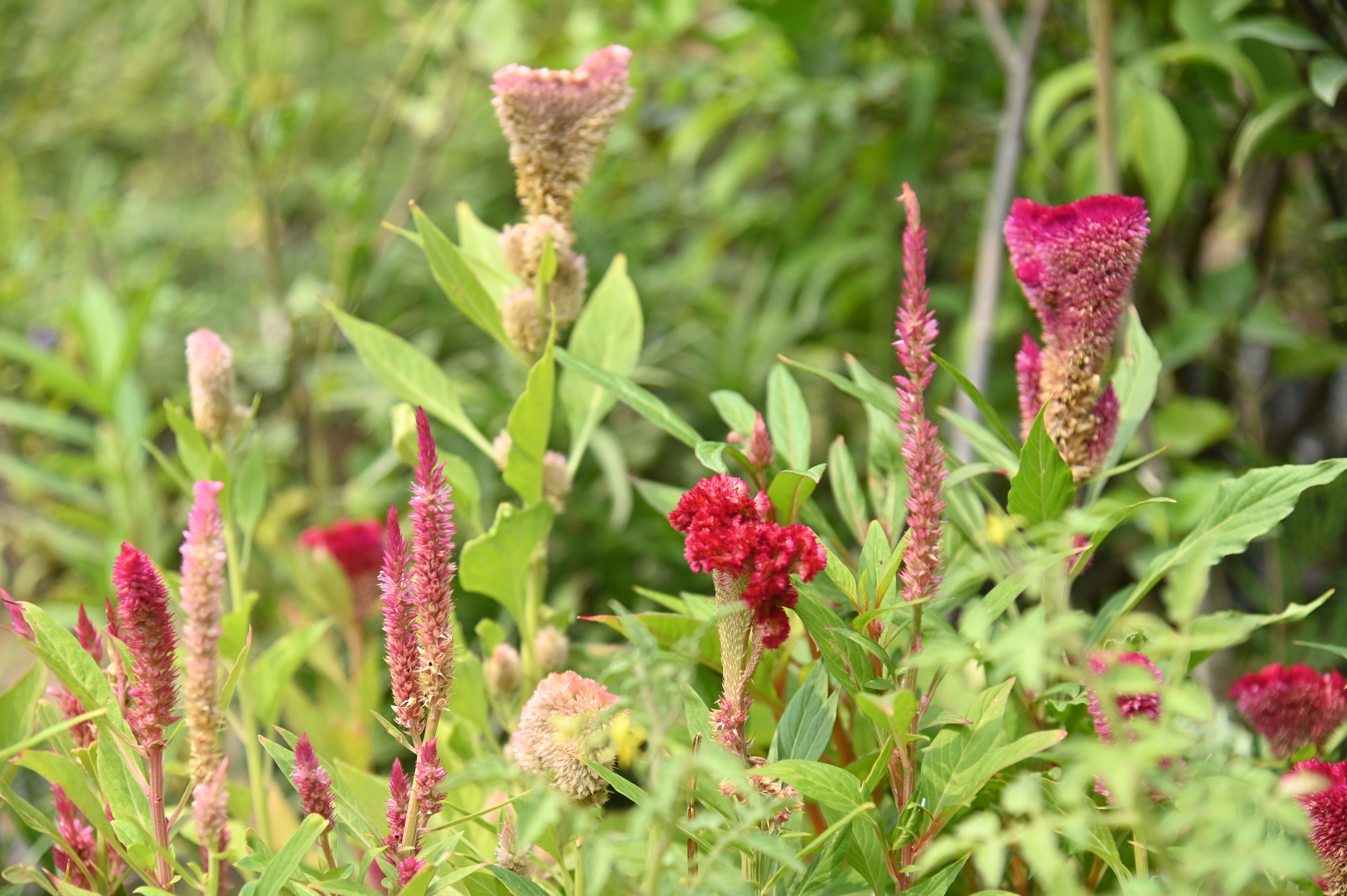 Celosia argentea plant in a nursery
