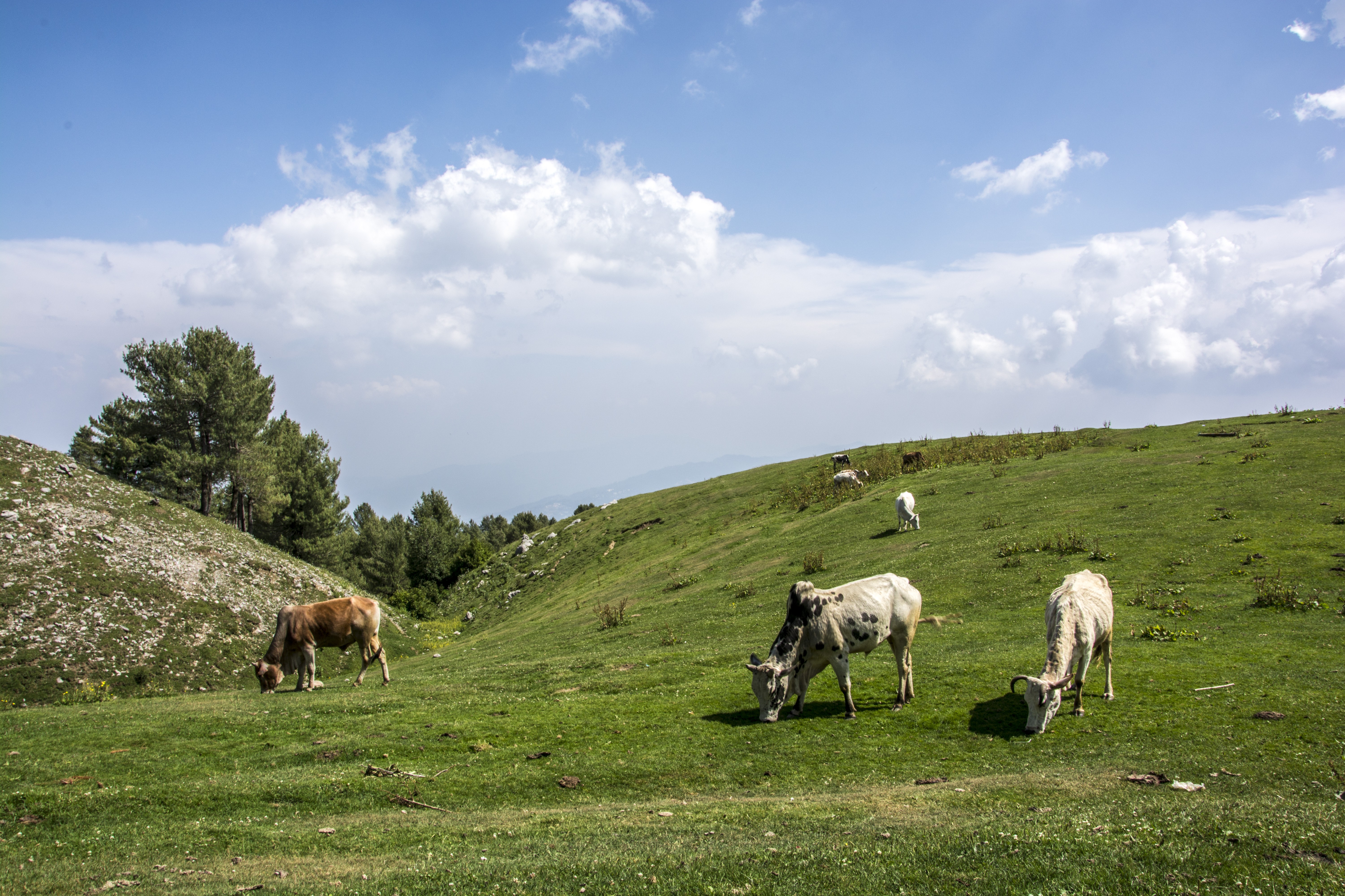 cows grazzing in the field