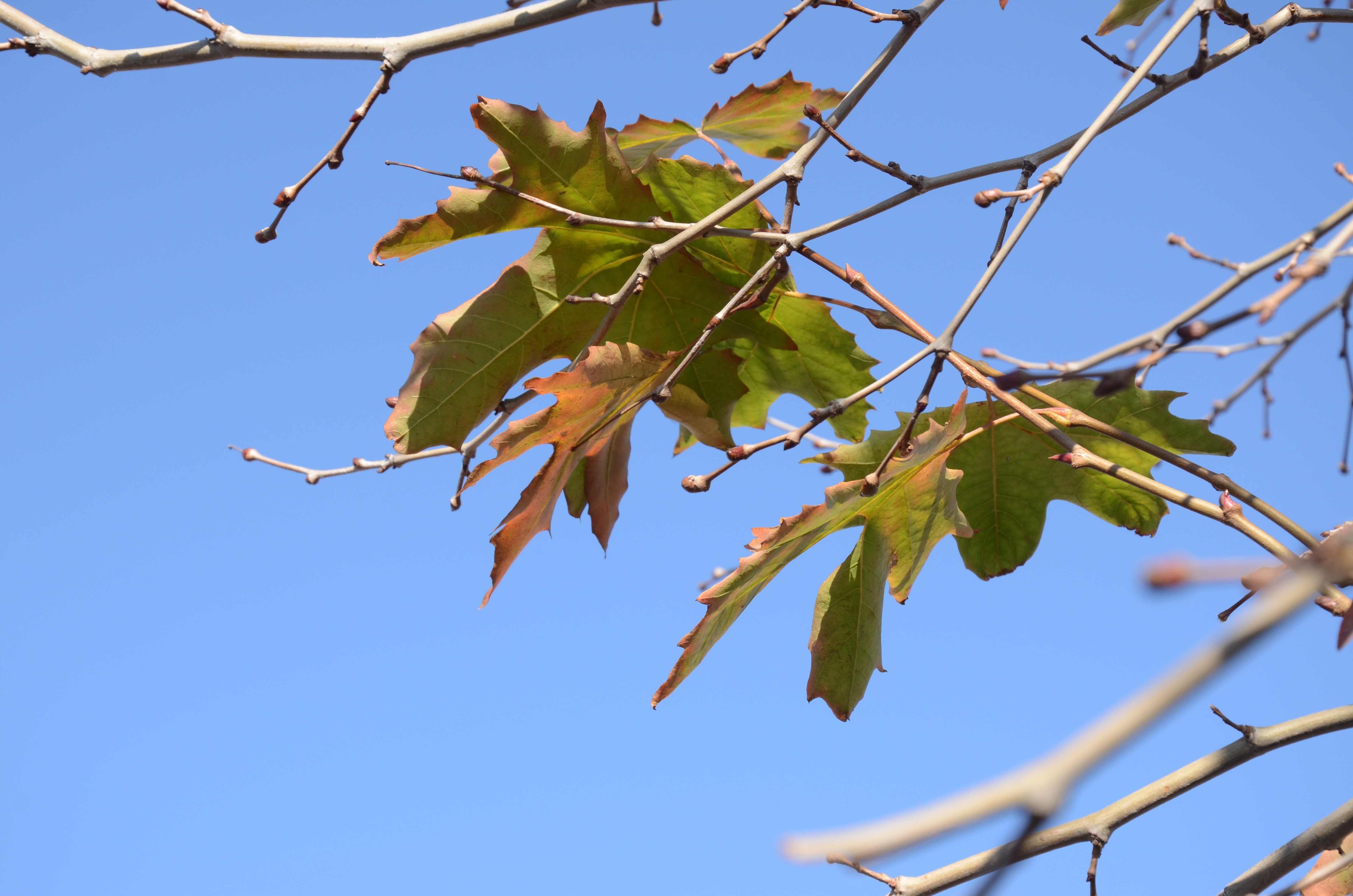 Maple tree( shrubs or trees in the family Sapindaceae, widely distributed in the North Temperate Zone)