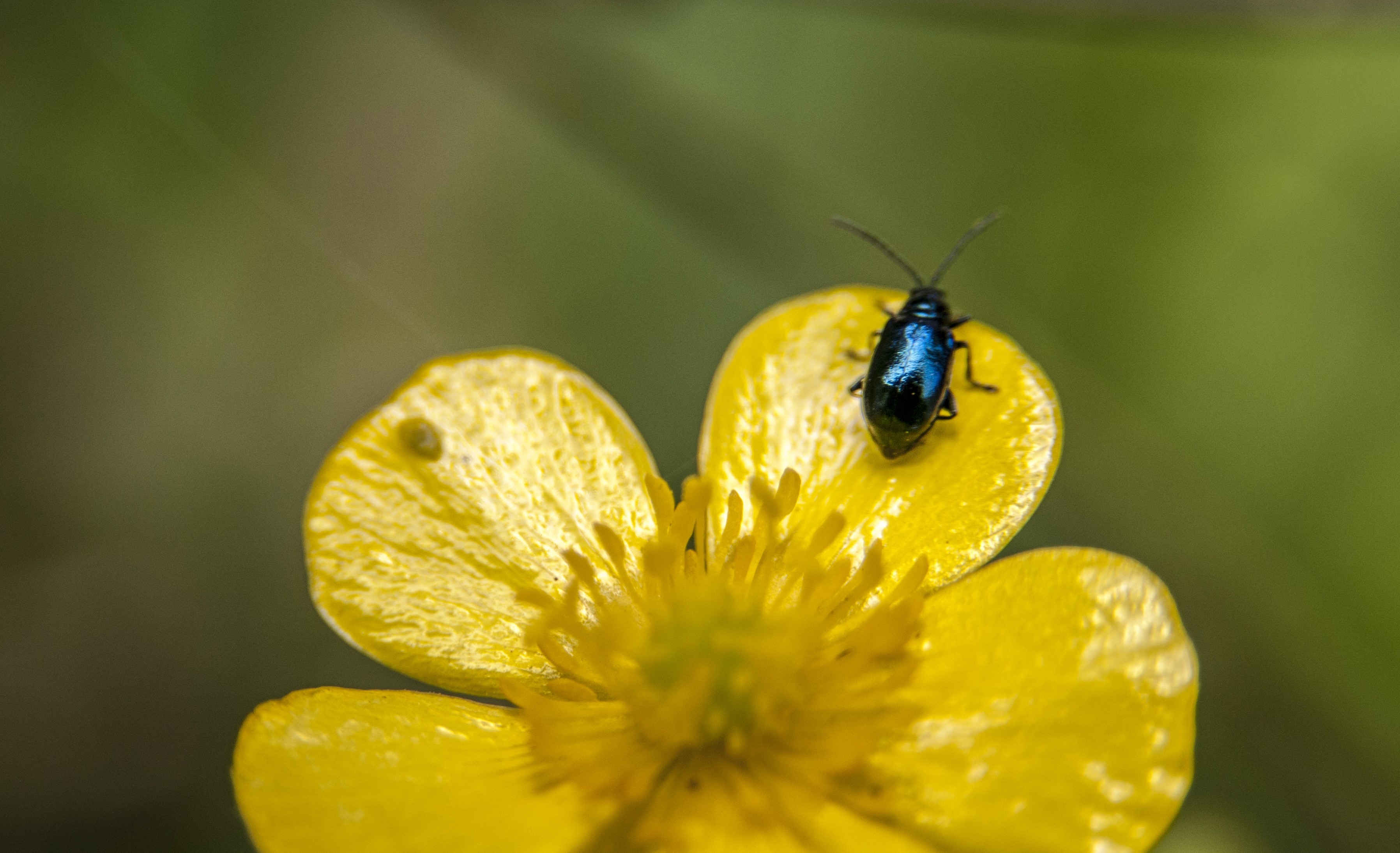 The bettle on the flower