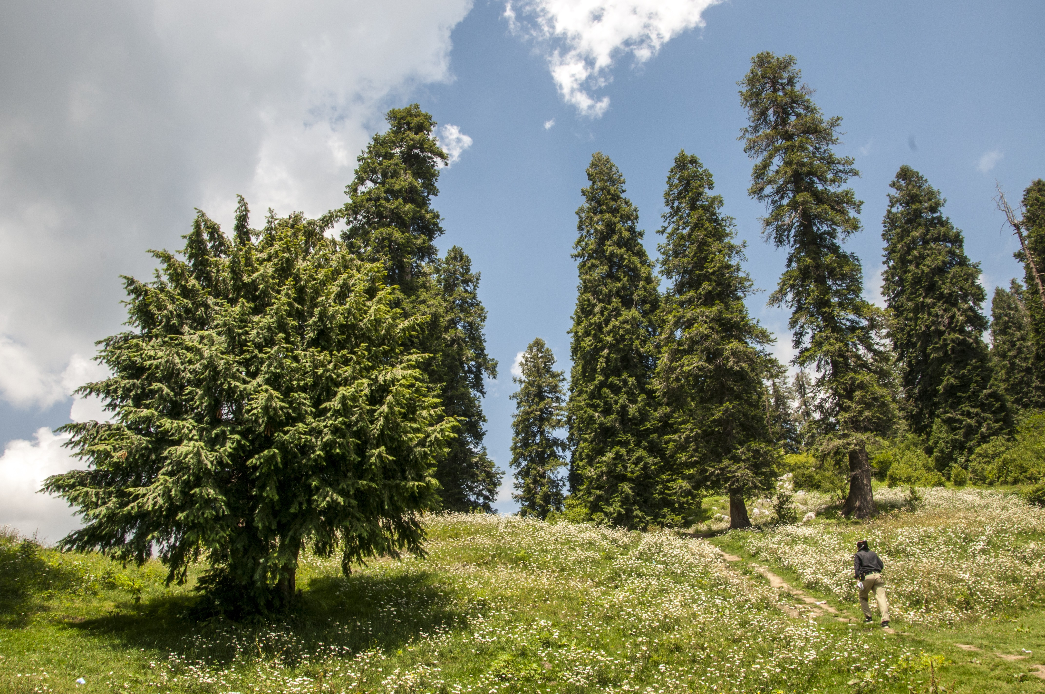 The magnificent view of large trees