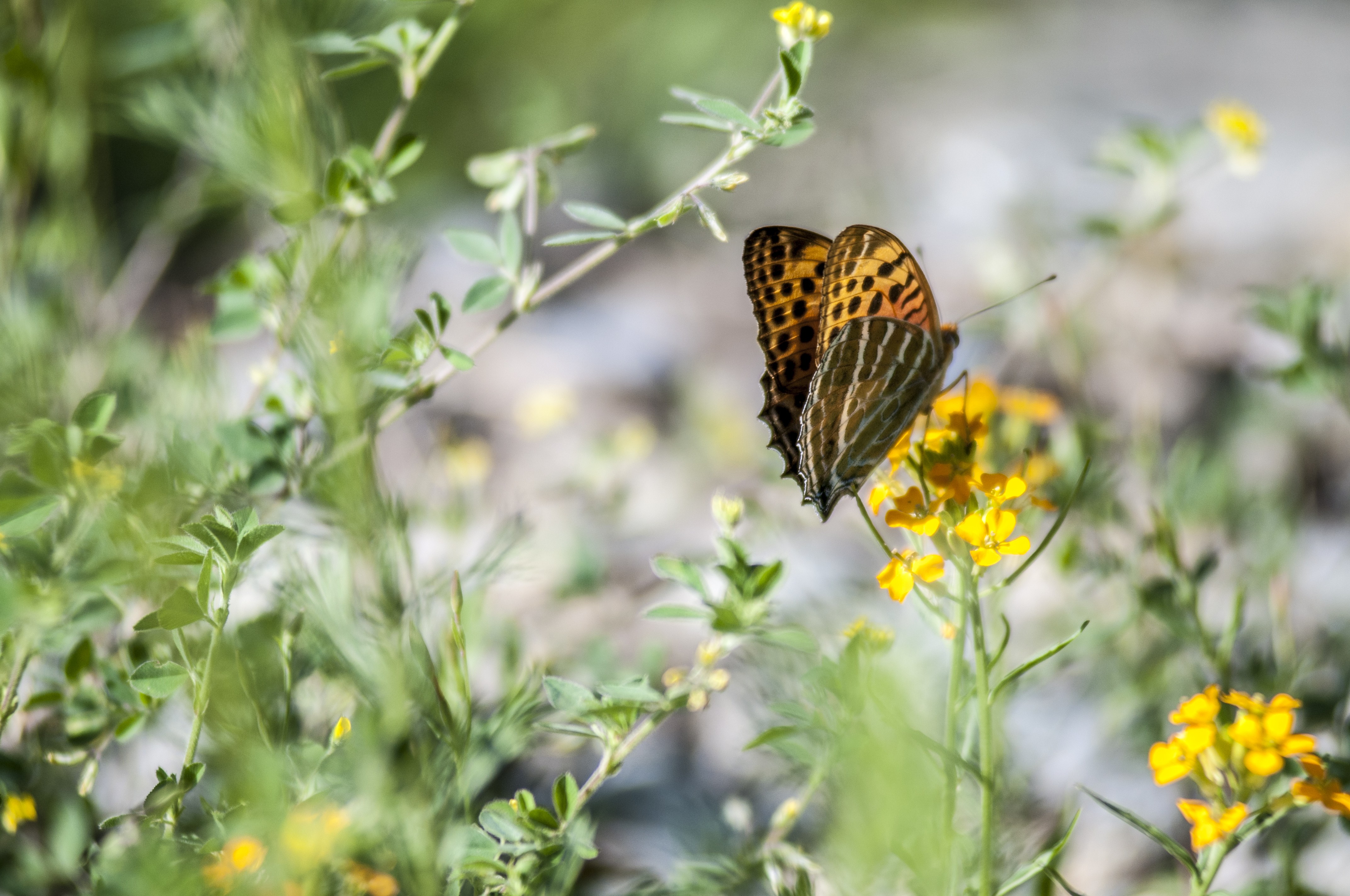 Beautiful butterfly sitting on a flower