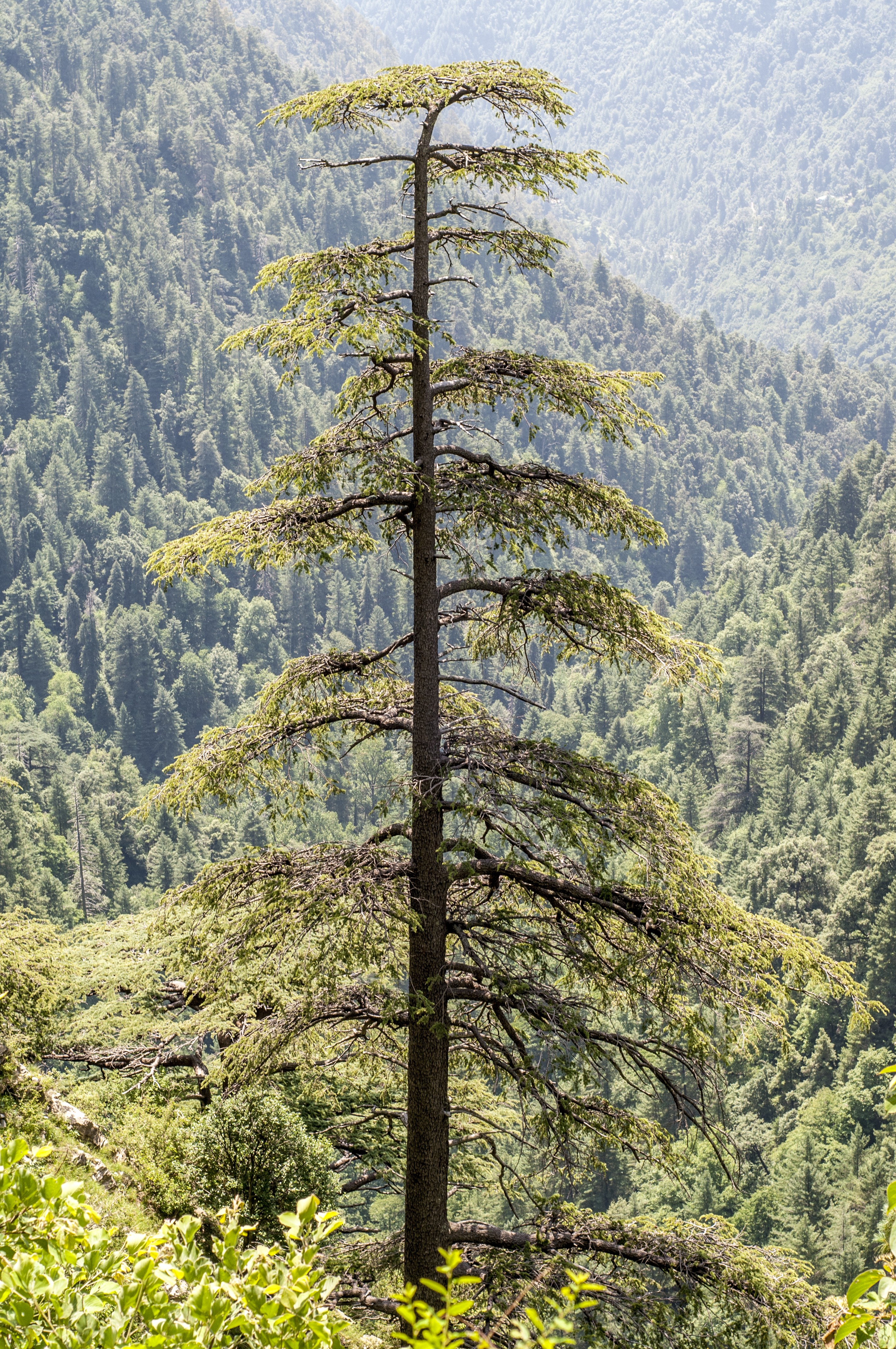 A long tree with new leaves