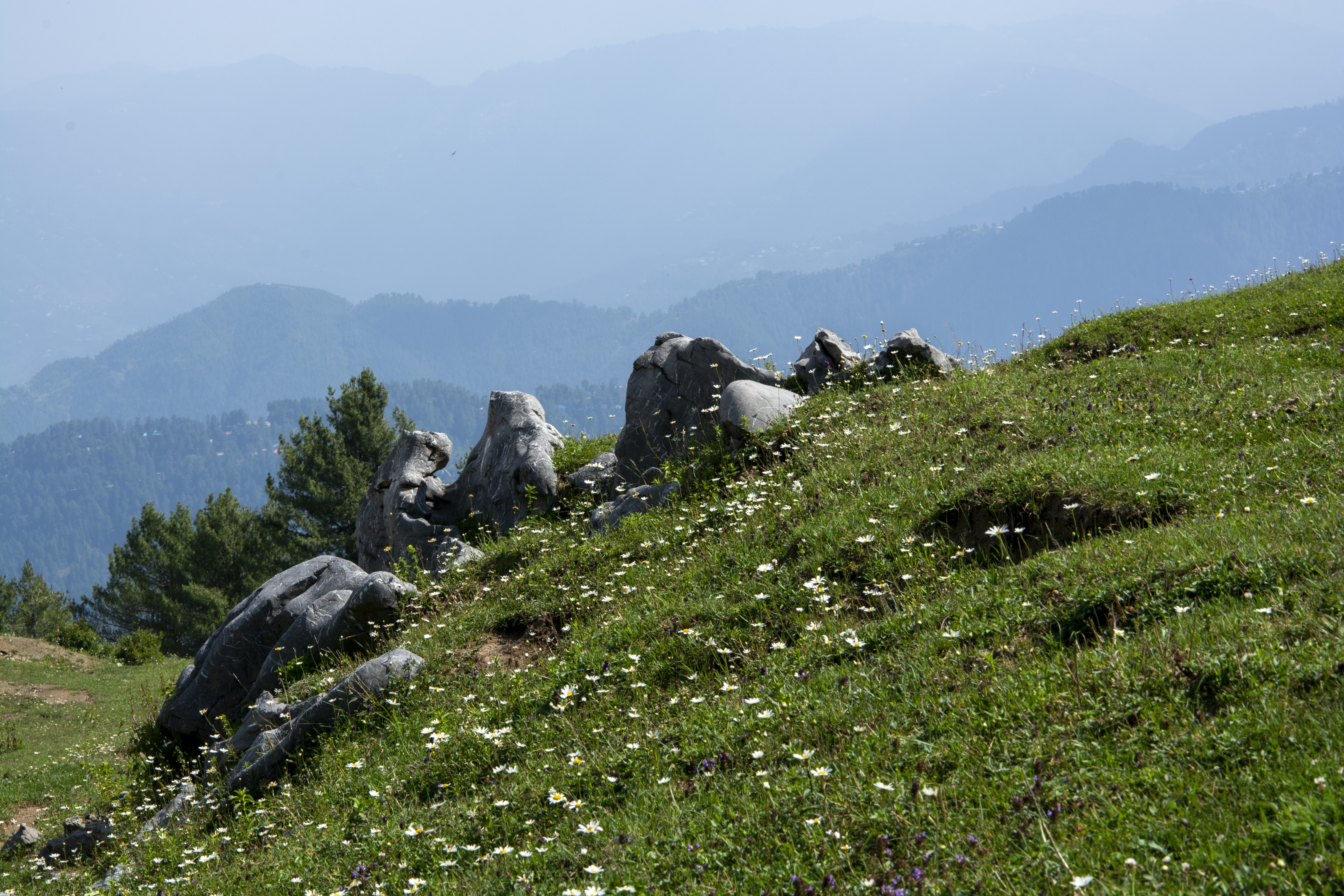 The scenic beauty of Ayubia with the ground covered with white flowers