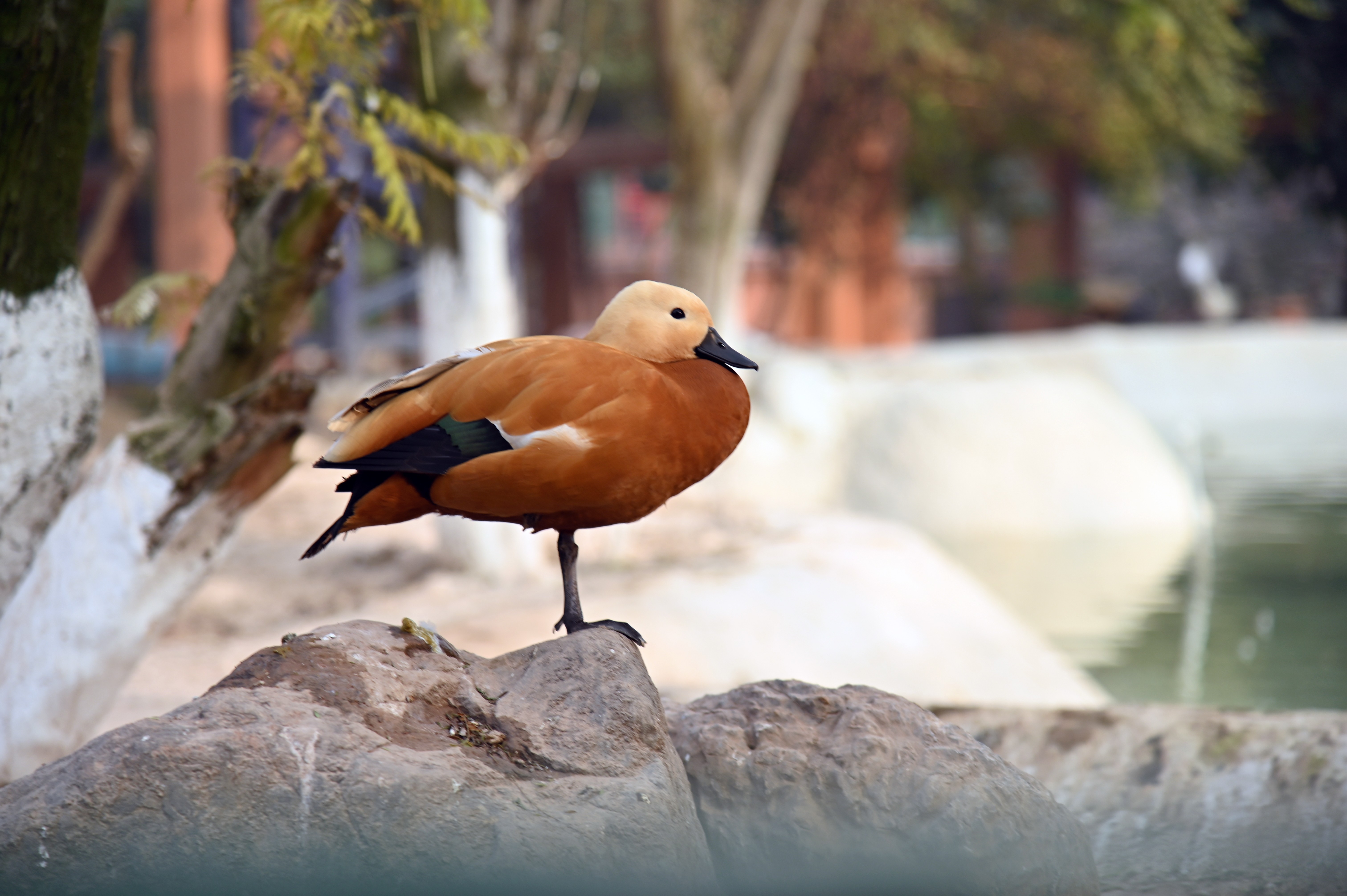 The ruddy shelduck in Birds Aviary at Lake View Park