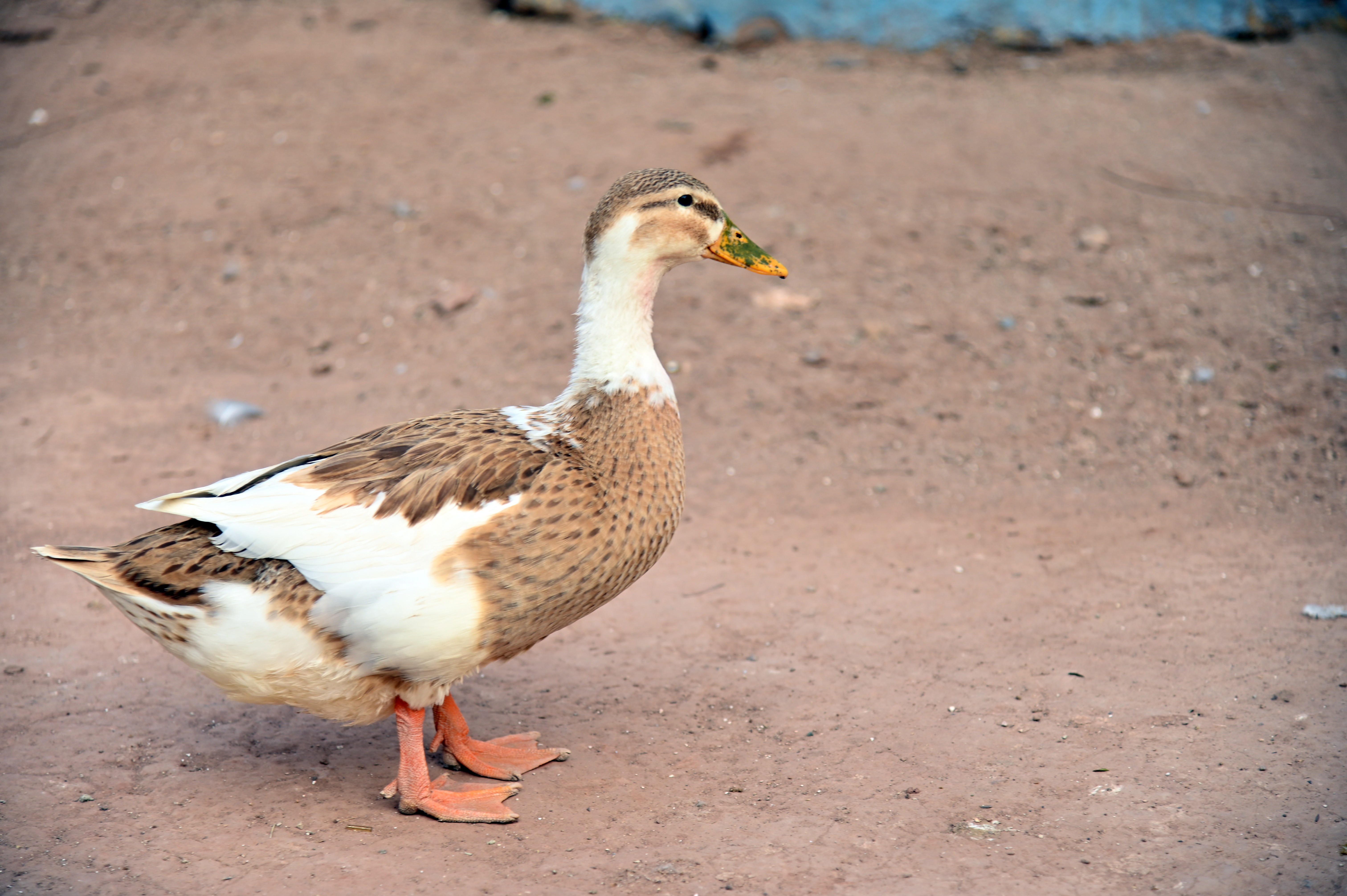 A duck in Birds Aviary at Lake View Park