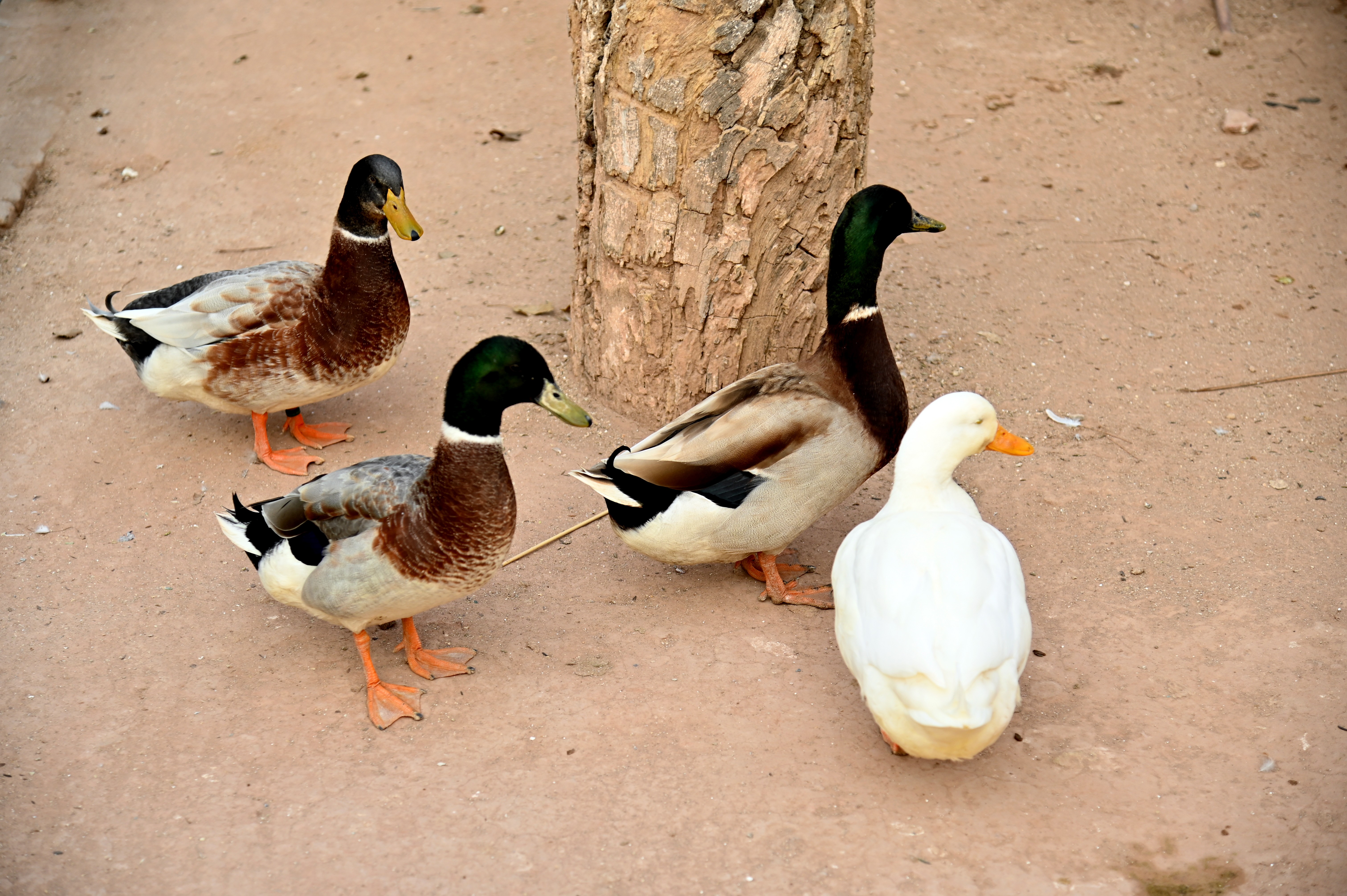 A flock of ducks