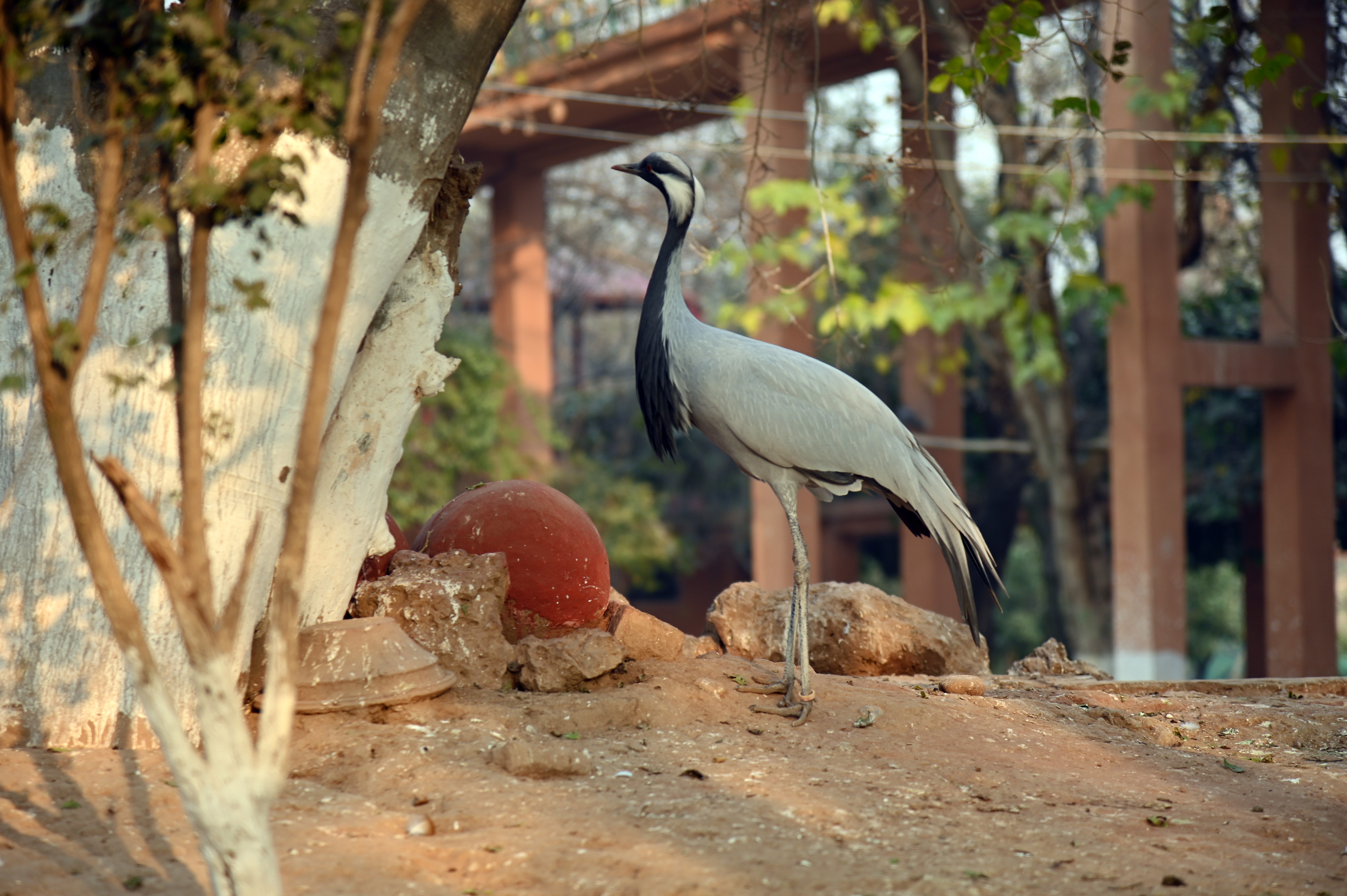 A Demoiselle Crane