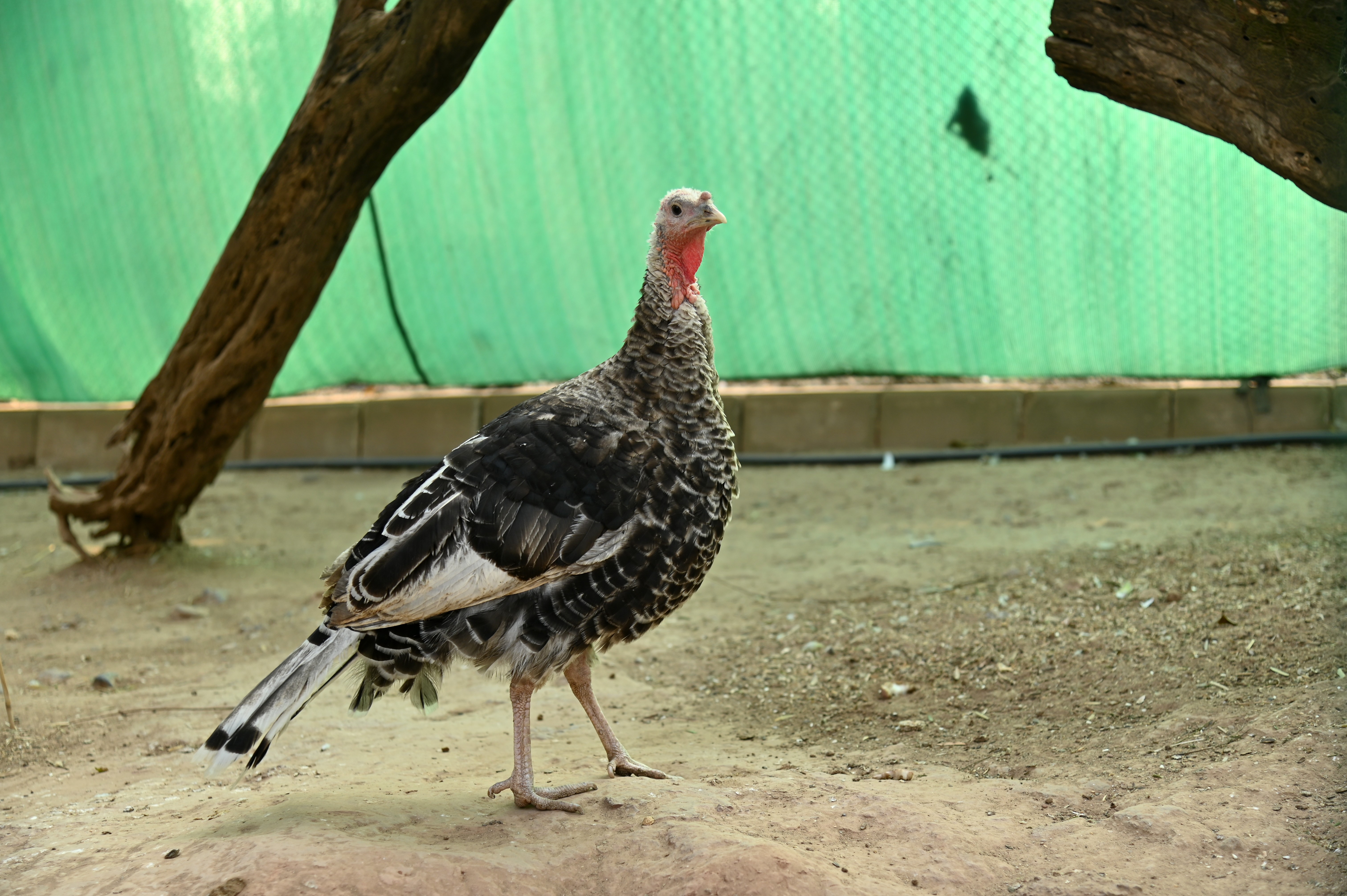 A Narragansett Turkey in Birds Aviary at Lake View Park