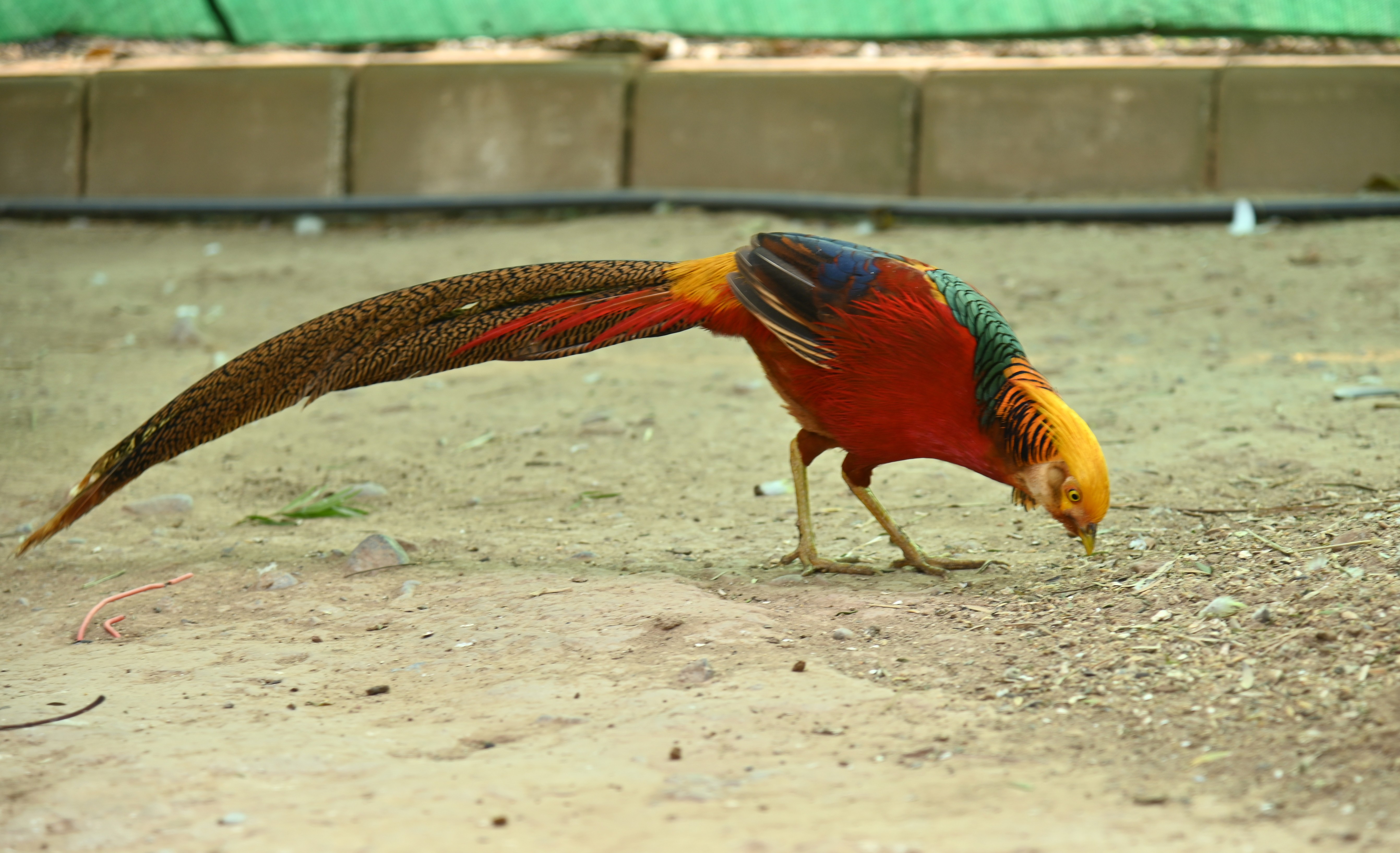 A Golden Pheasant in Birds Aviary