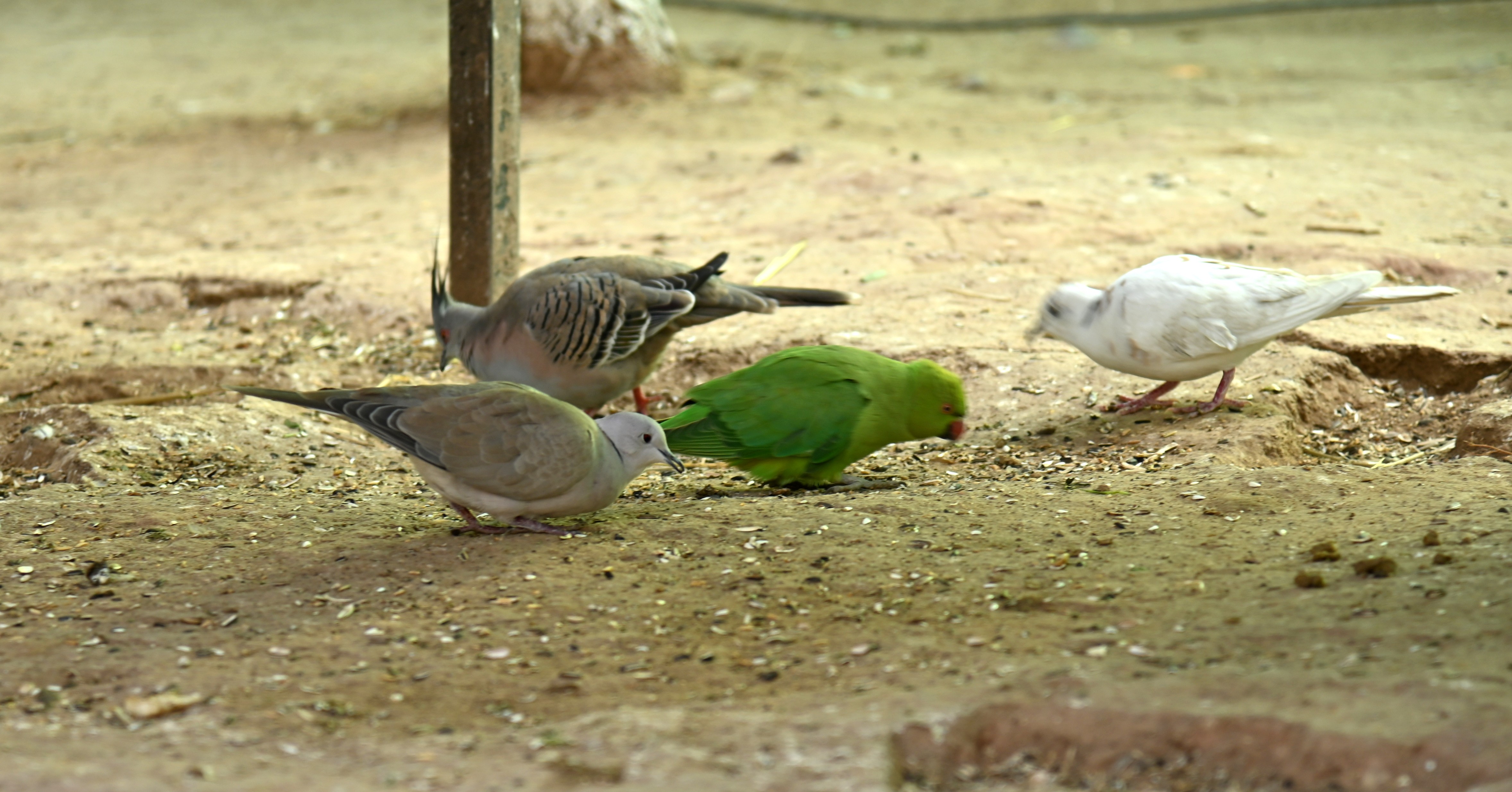 The parrot and the pigeons picking grains