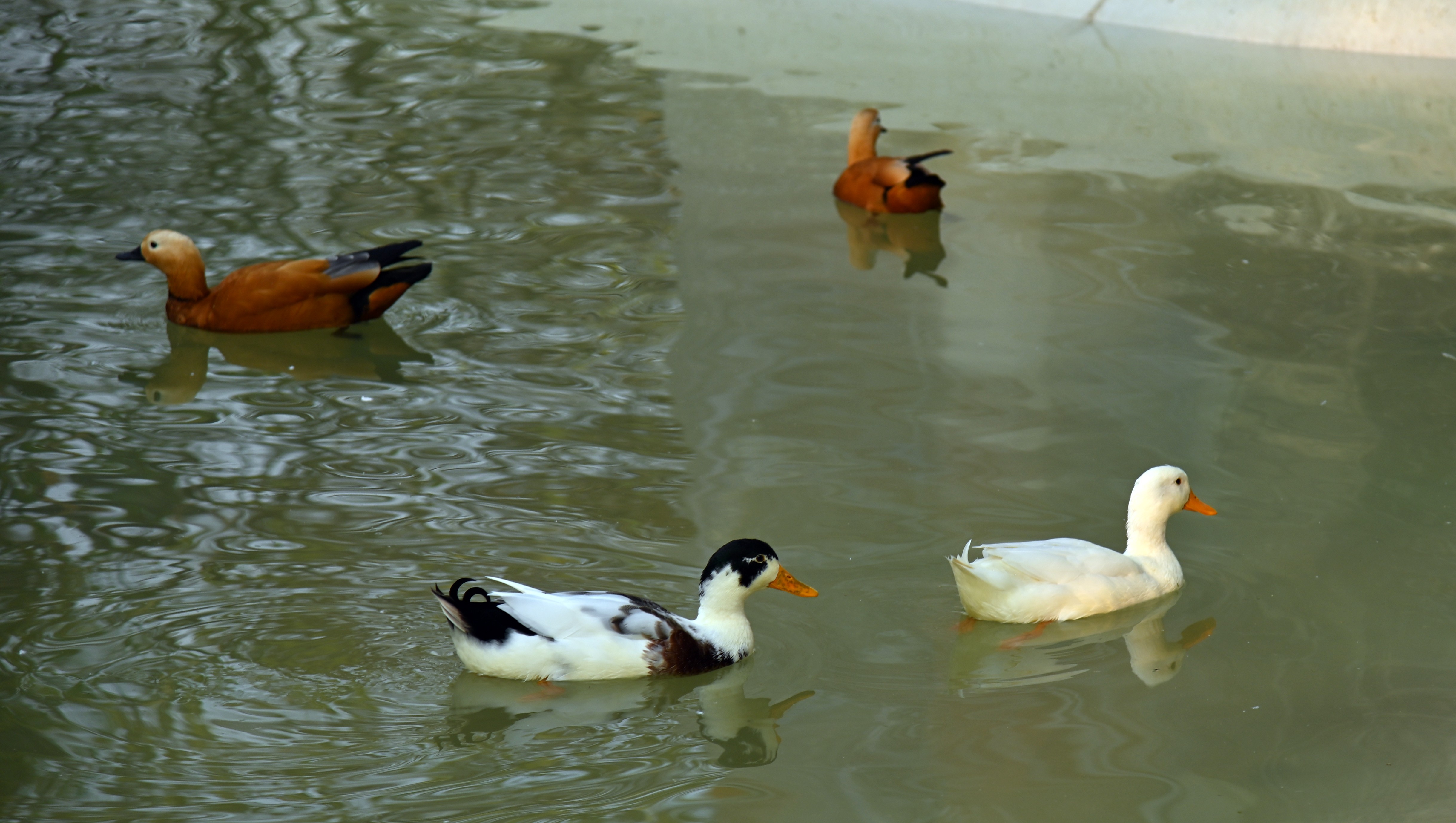 The flock of ducks swimming in the pond