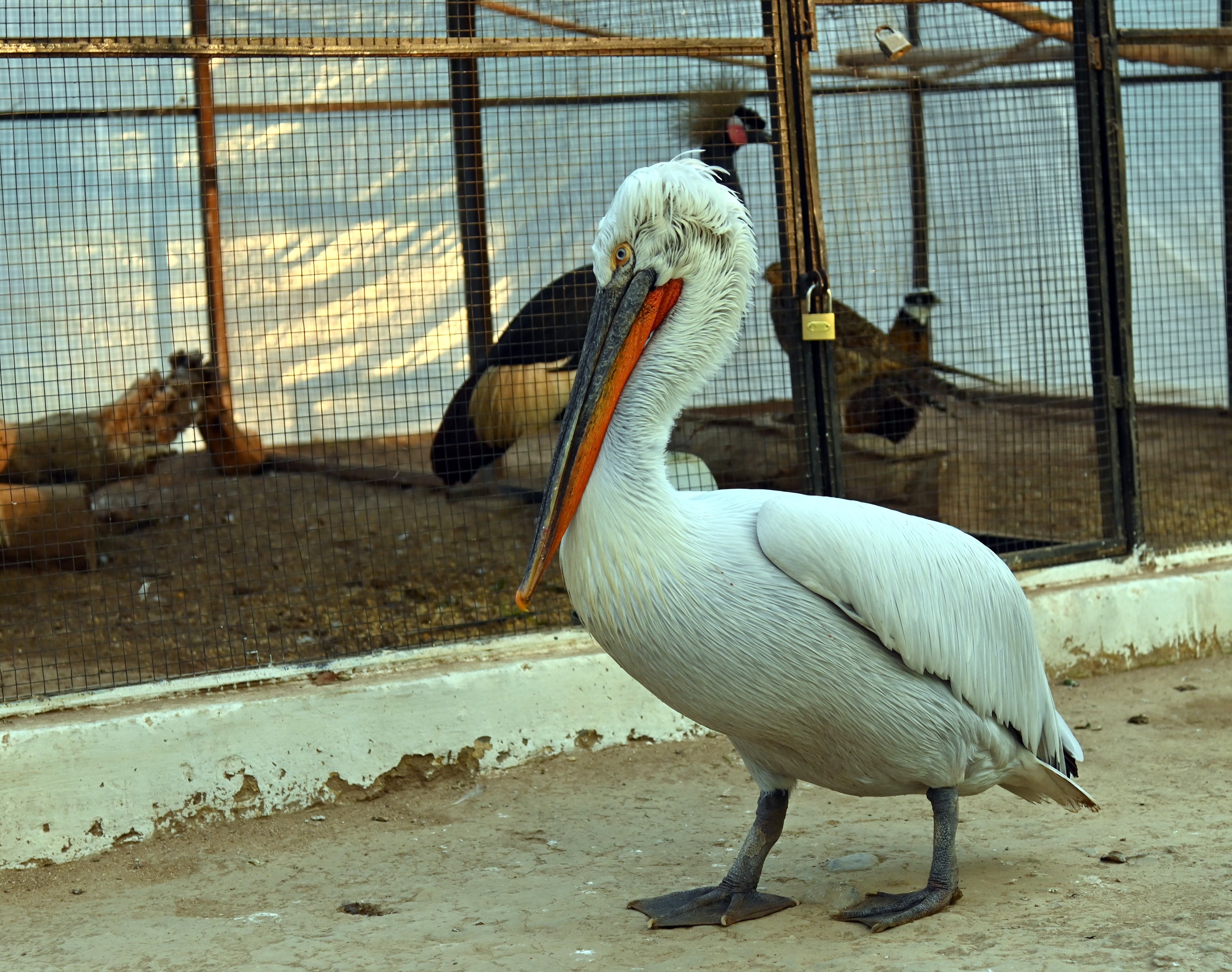 A Dalmatian Pelican in the Birds Aviary