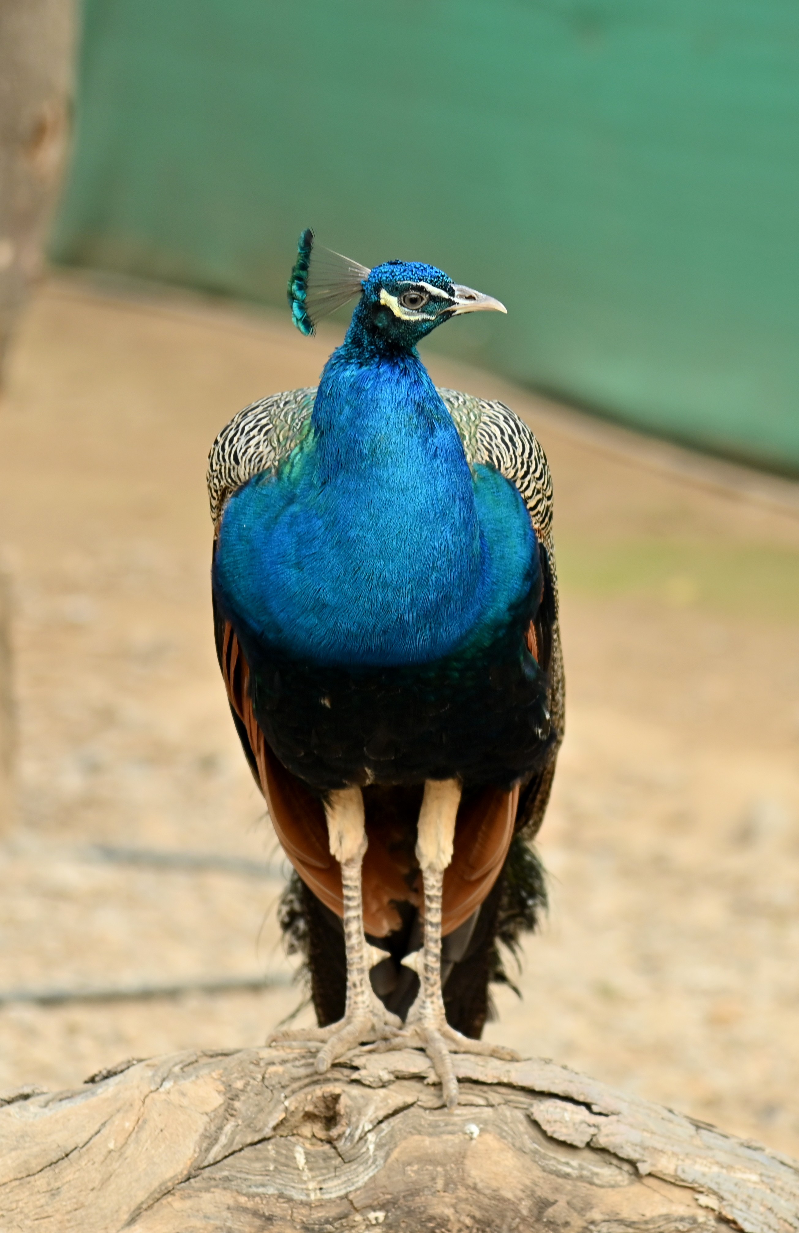 A peacock