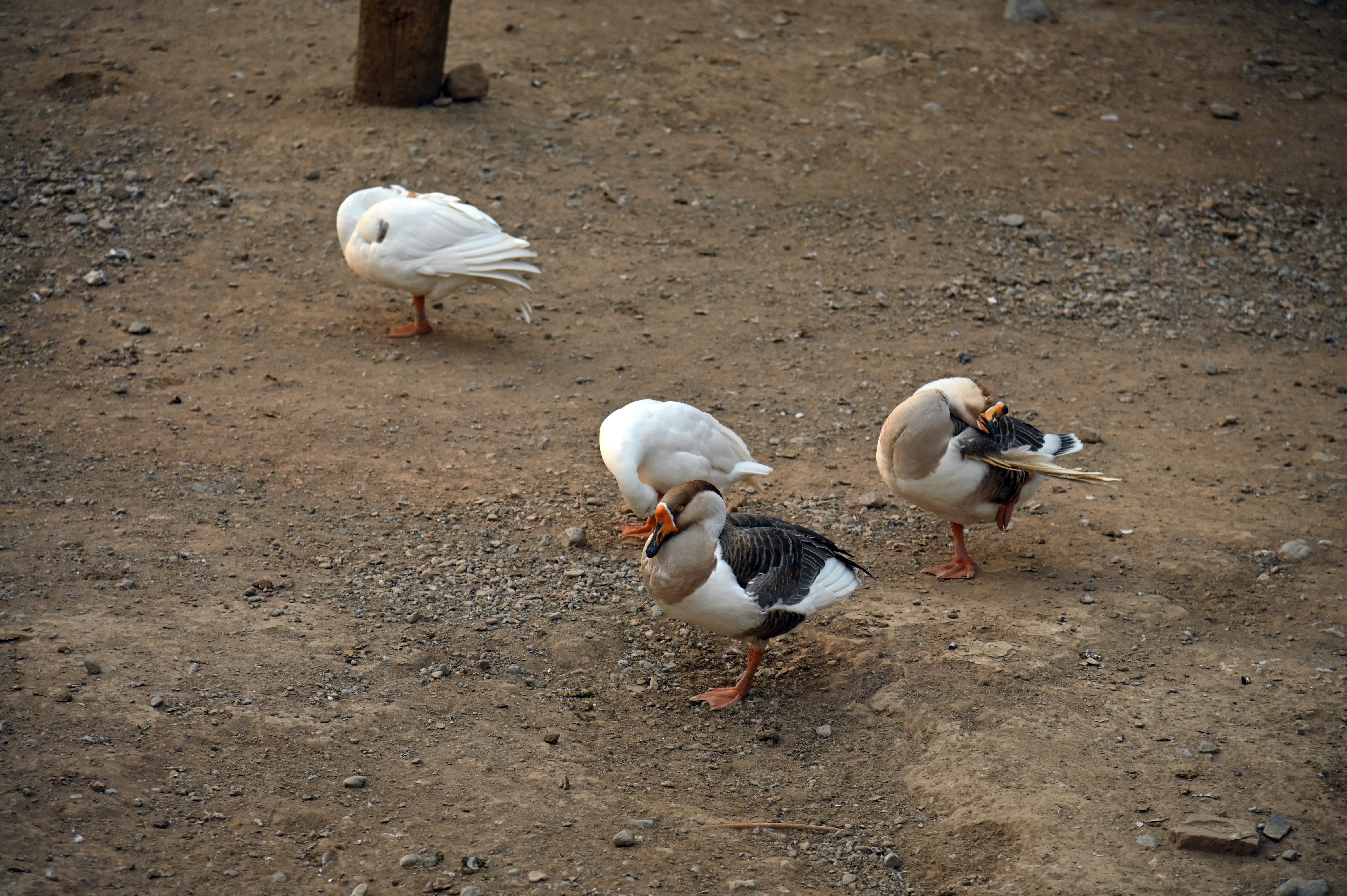 Group of Normandy Goose