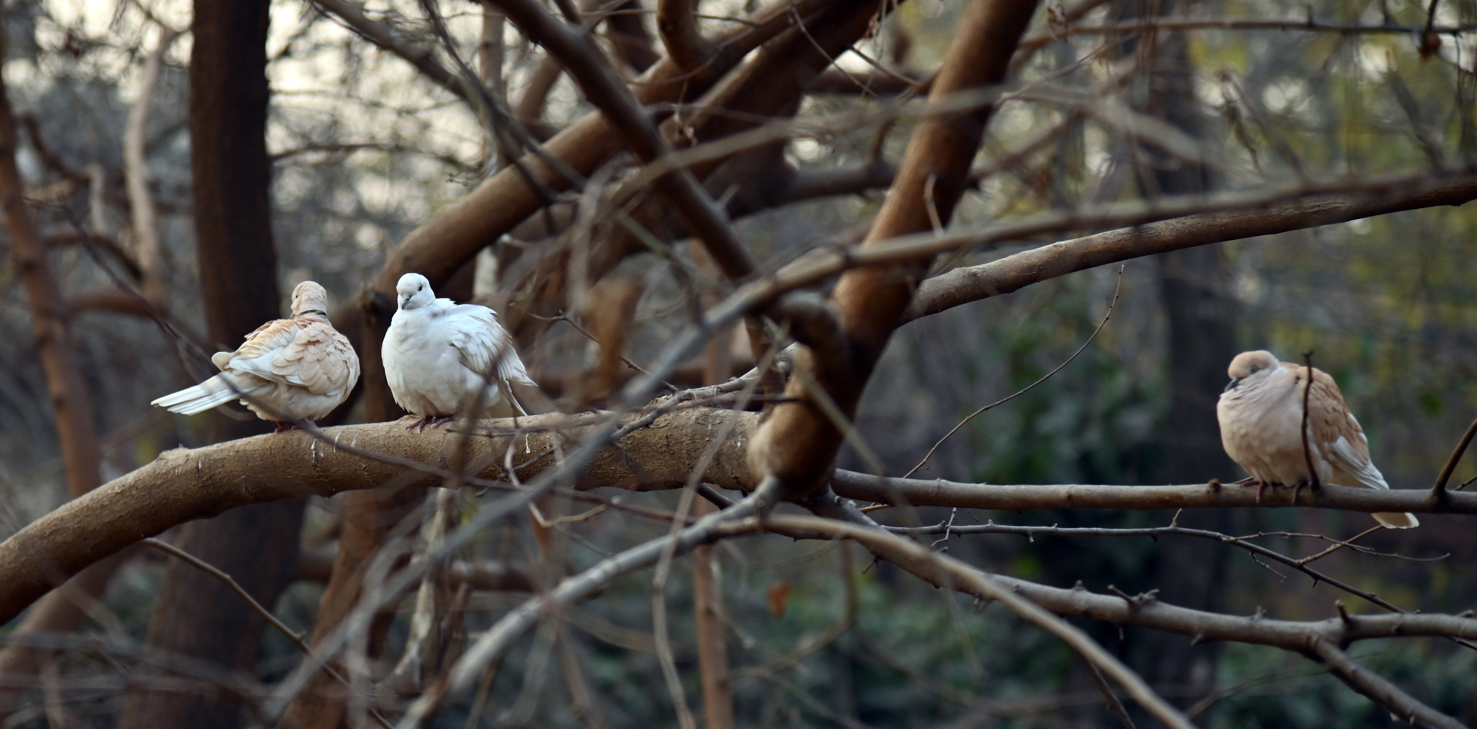 A pair of pigeon sitting on a tree