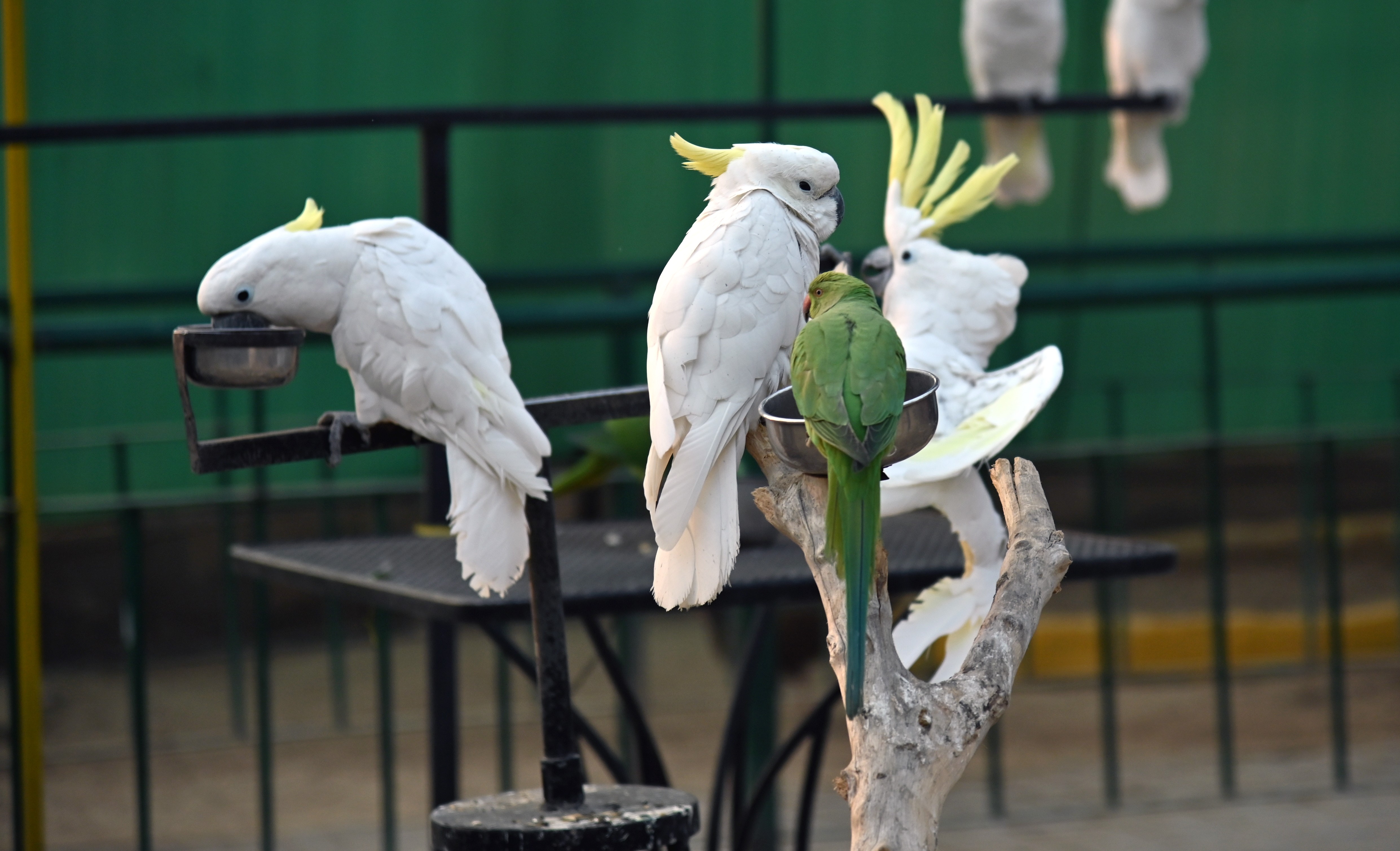 Parrots eating grains