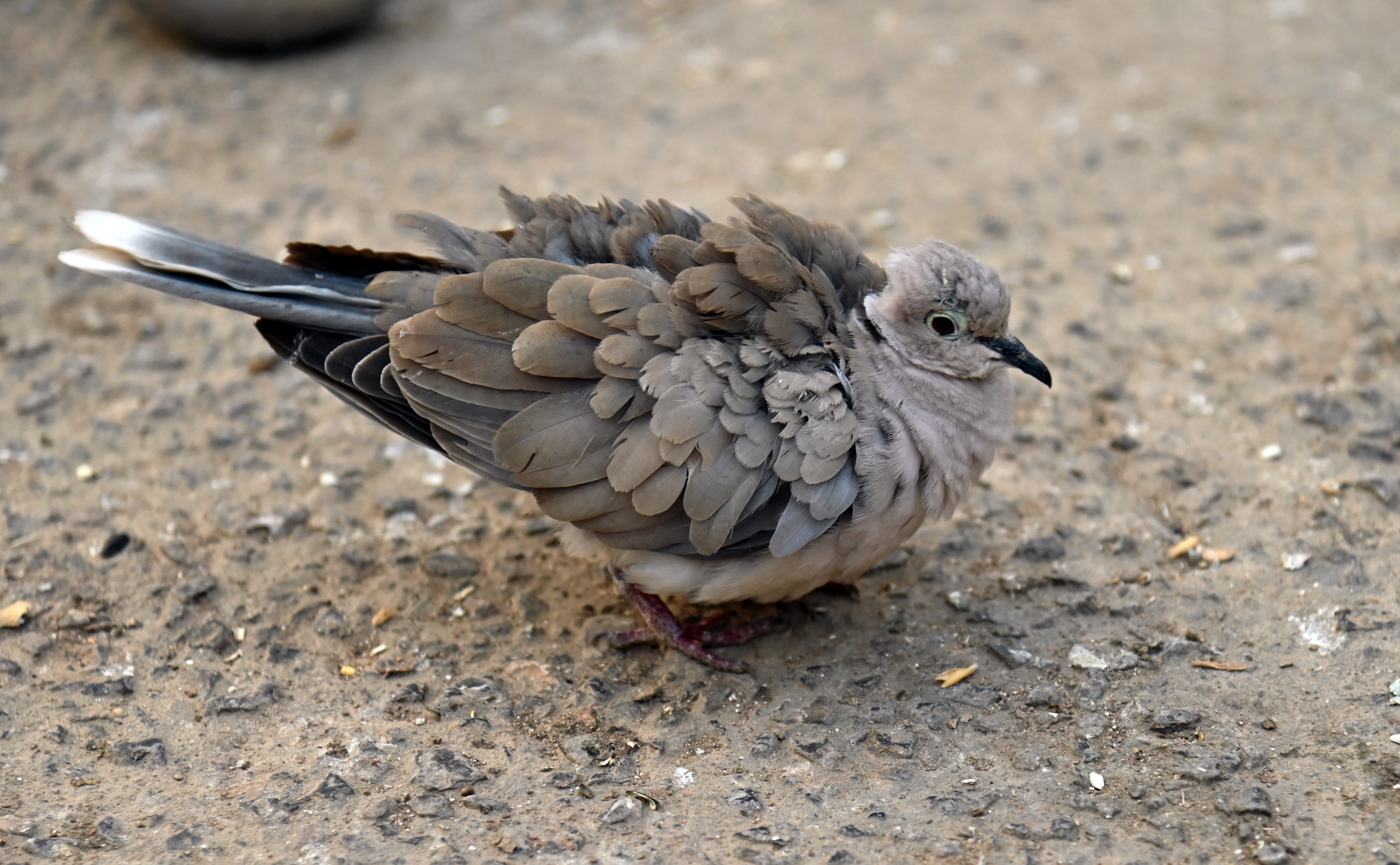 A Barbary Dove