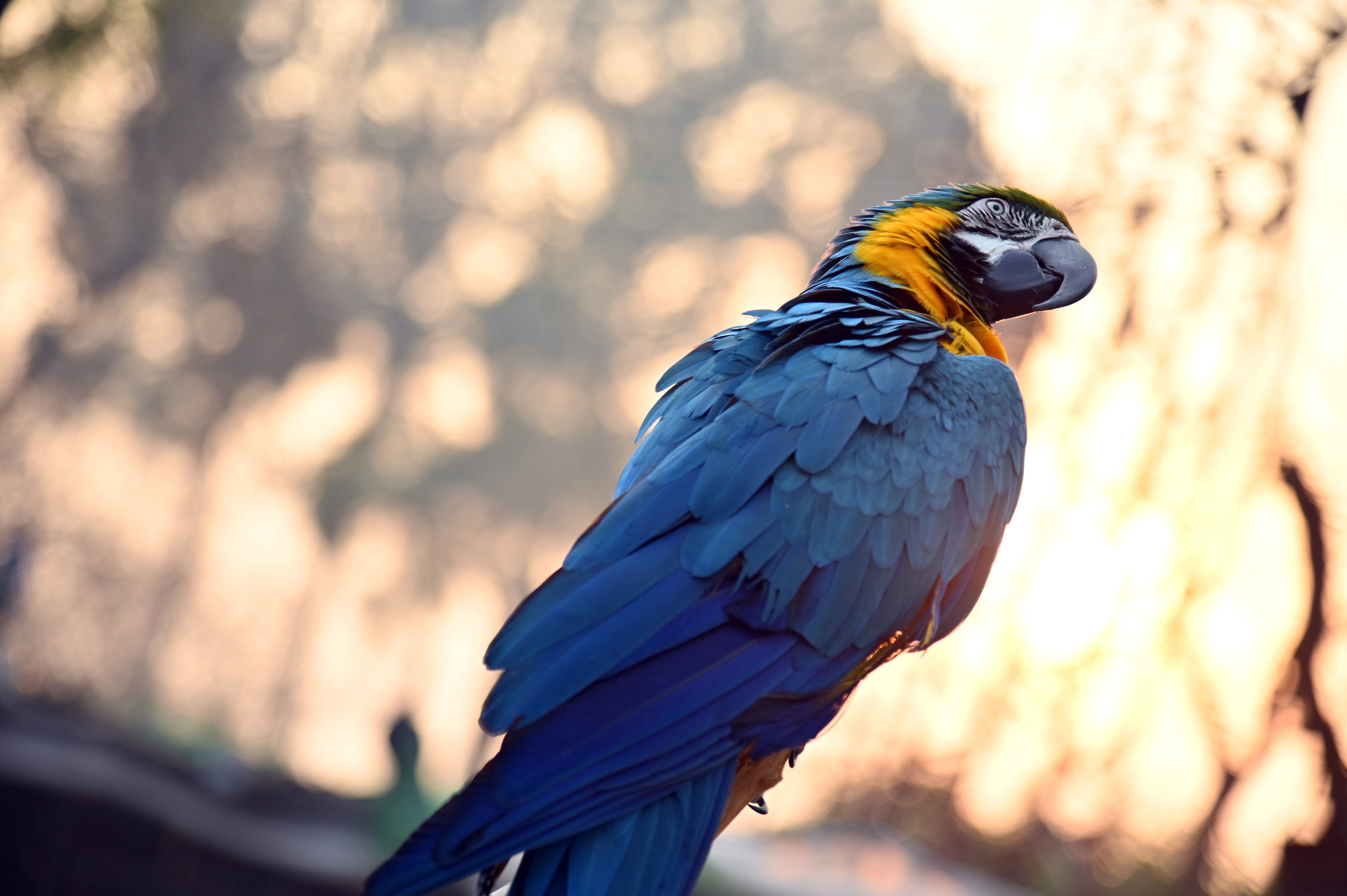 The Macaw Parrot