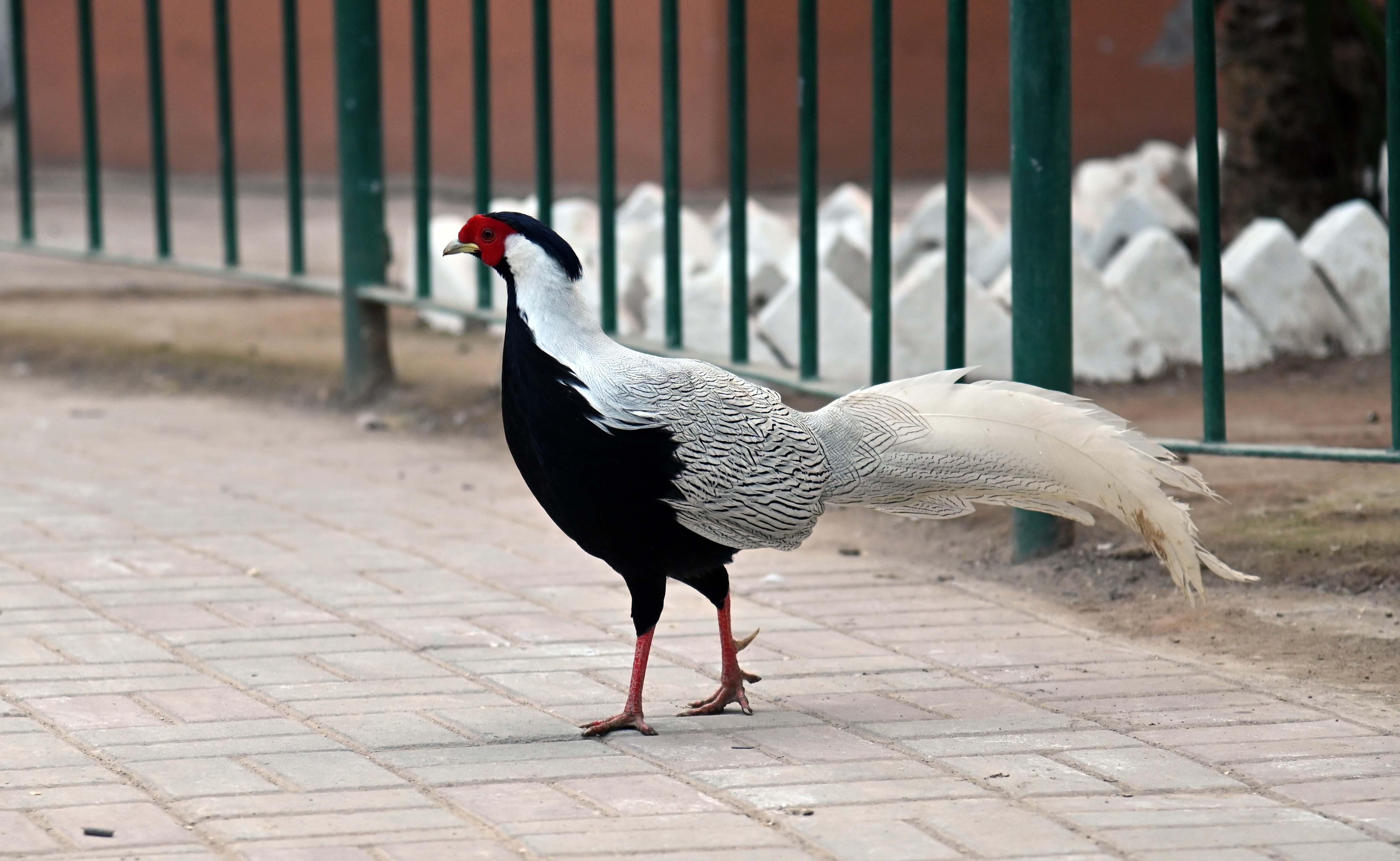 The silver pheasant (Lophura nycthemera) 