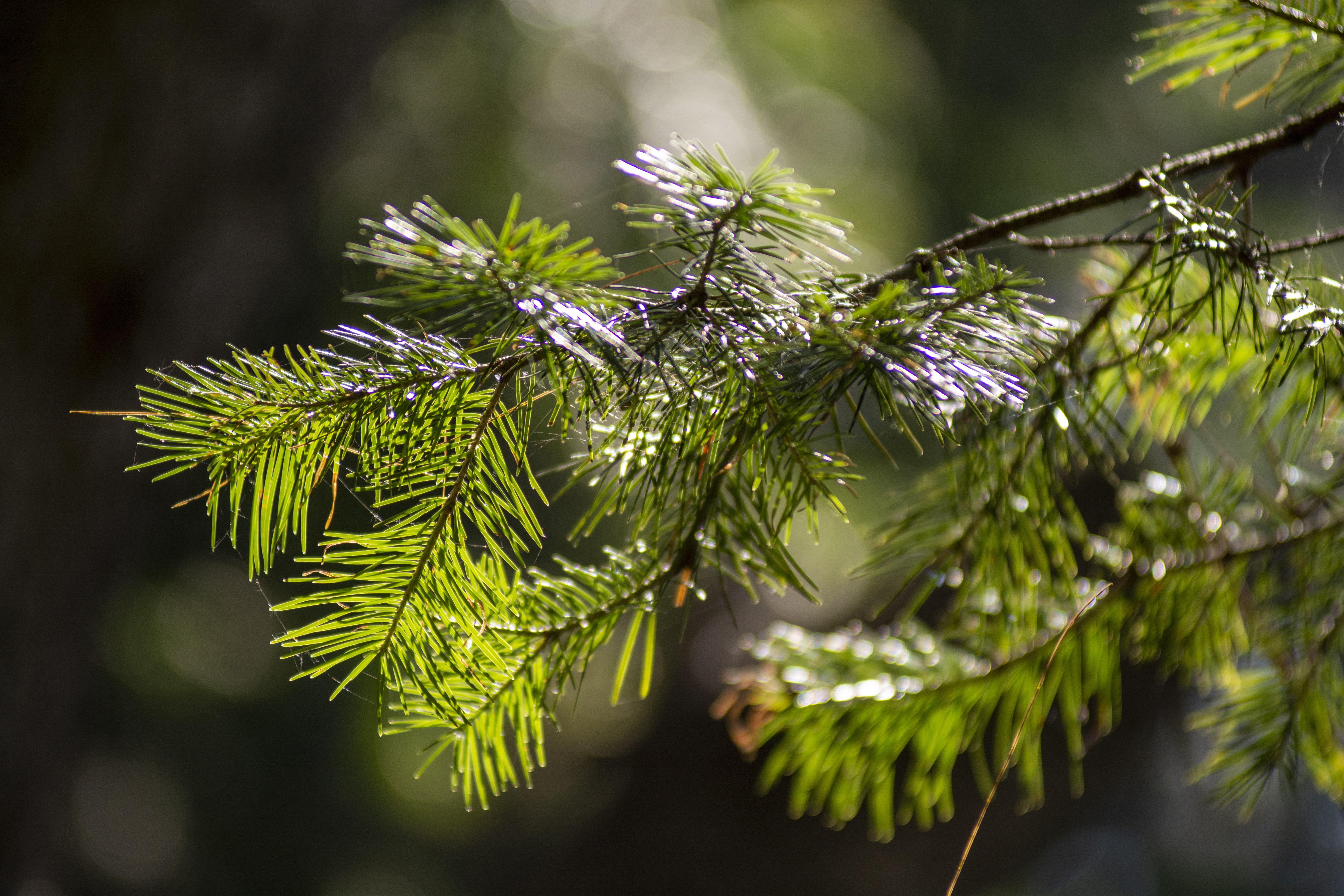 Fresh pine tree