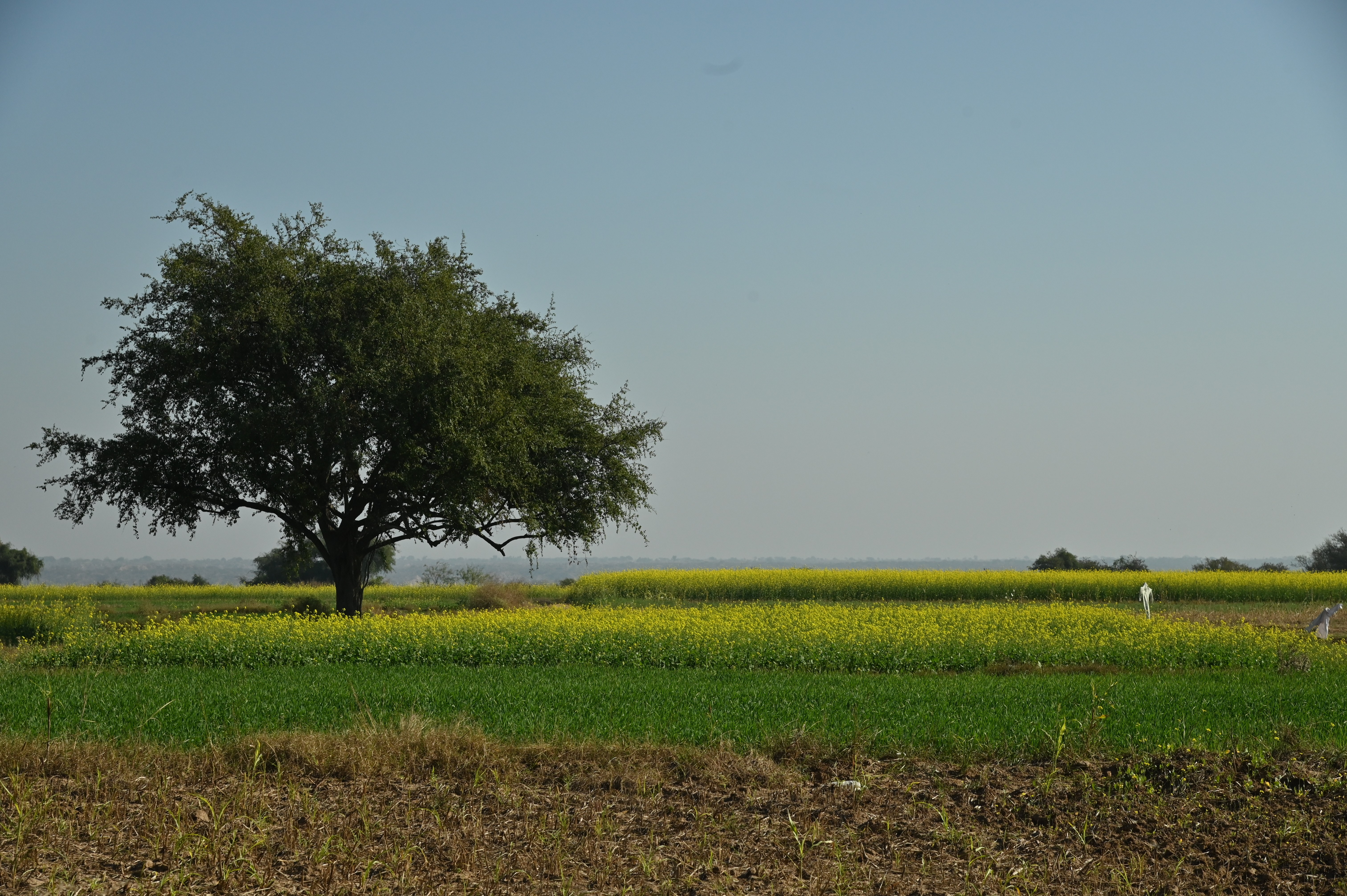 A field in a village