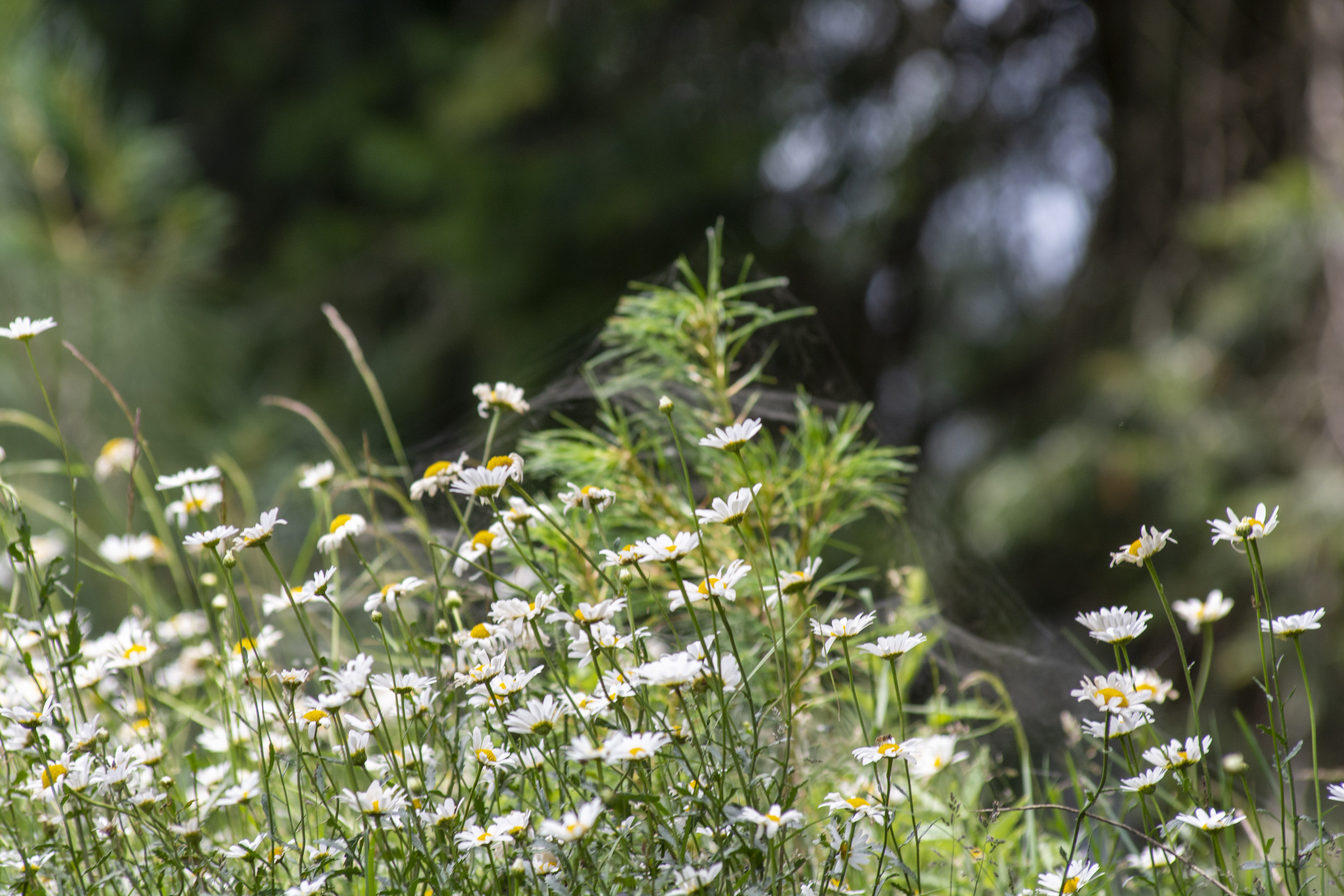 White daisy flowers