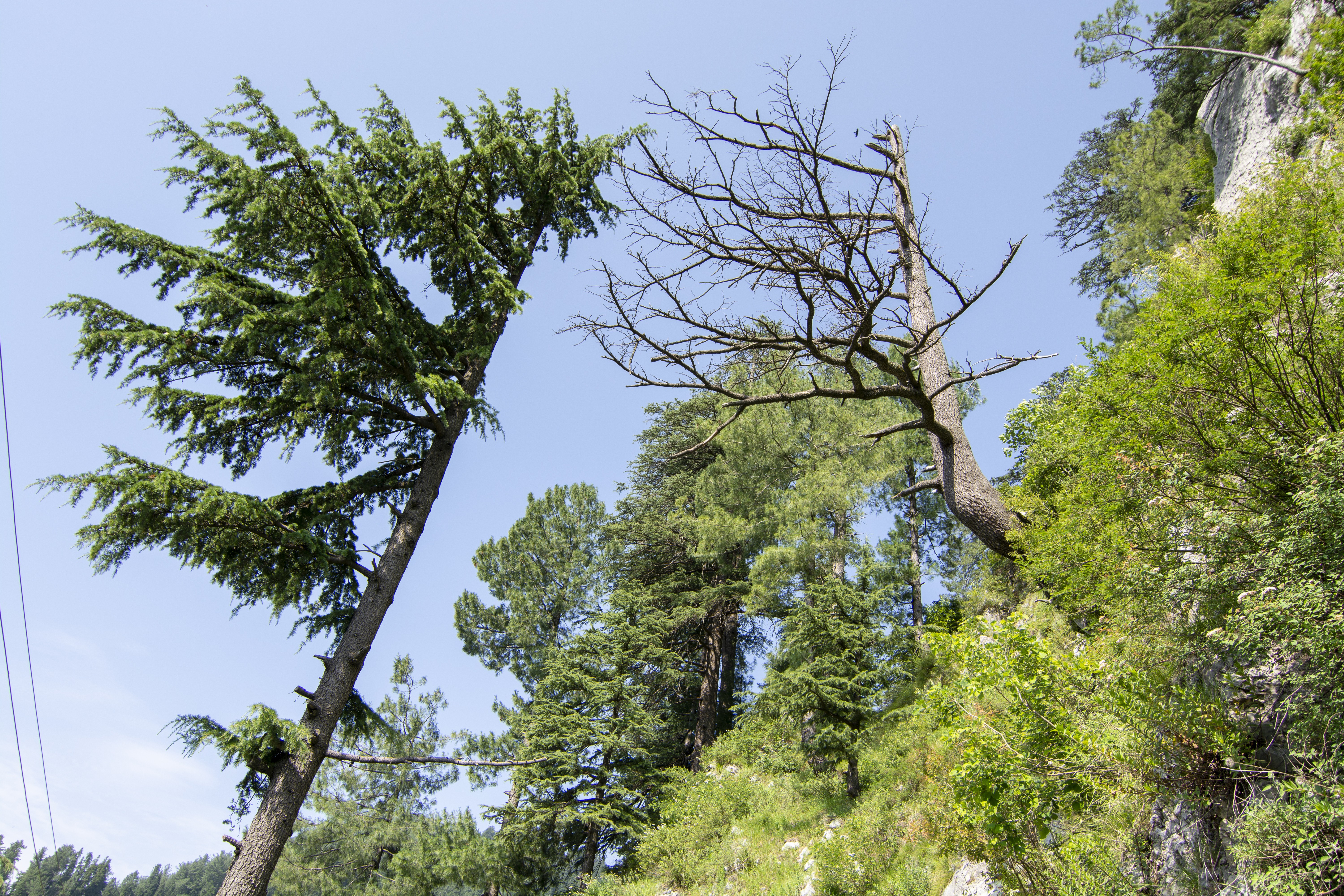 Large trees