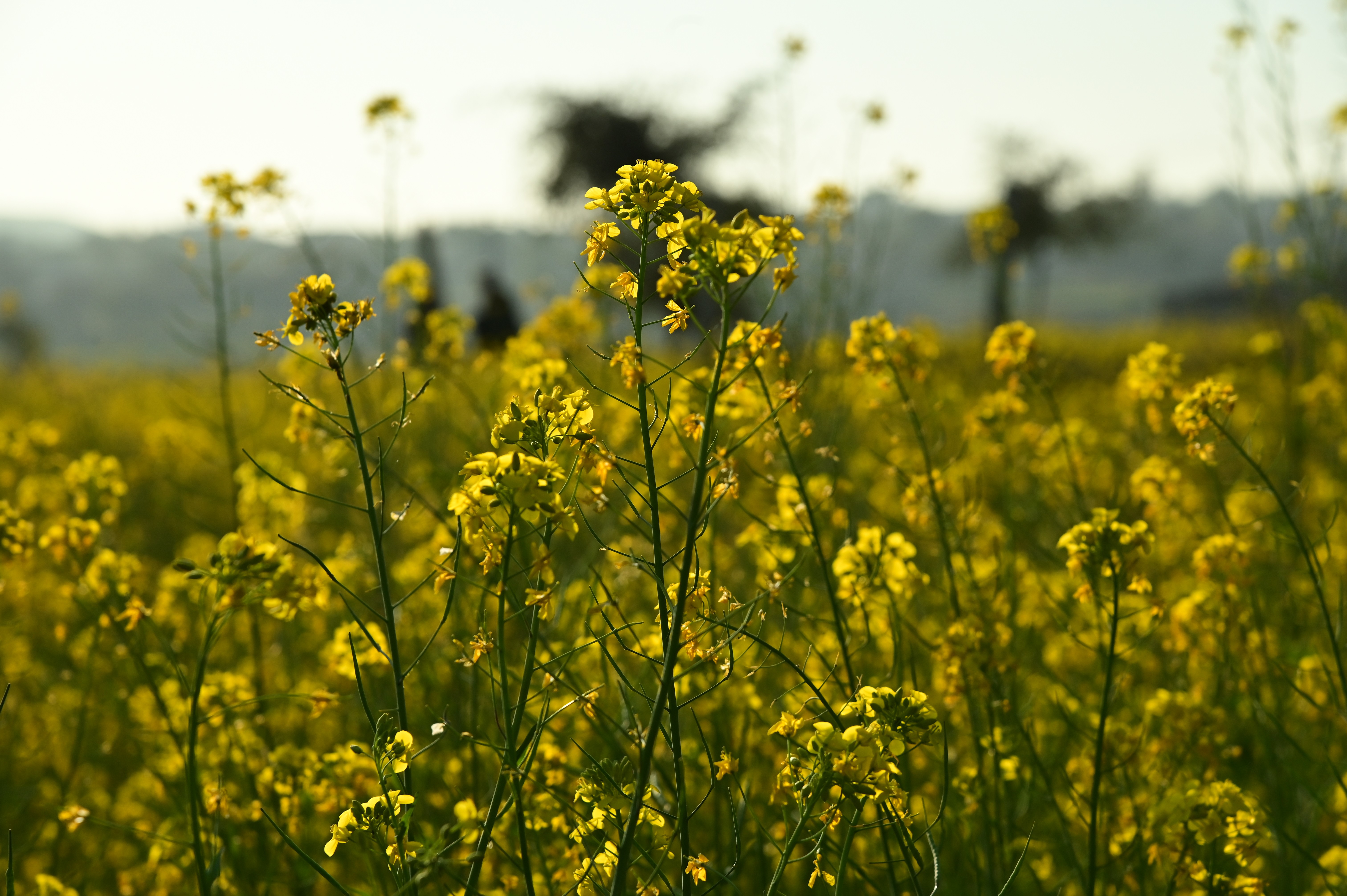 The mustard plant