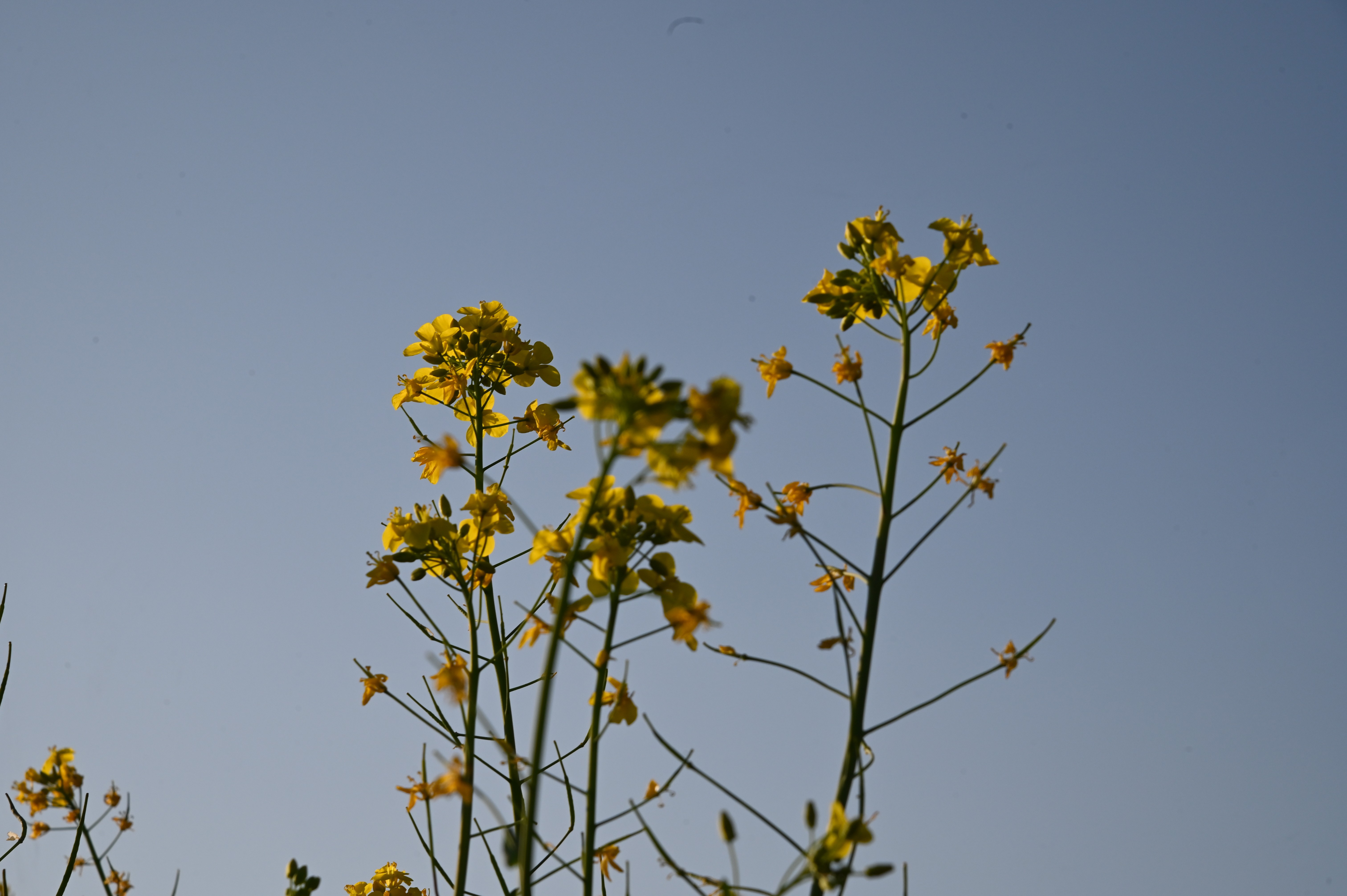 The mustard plant