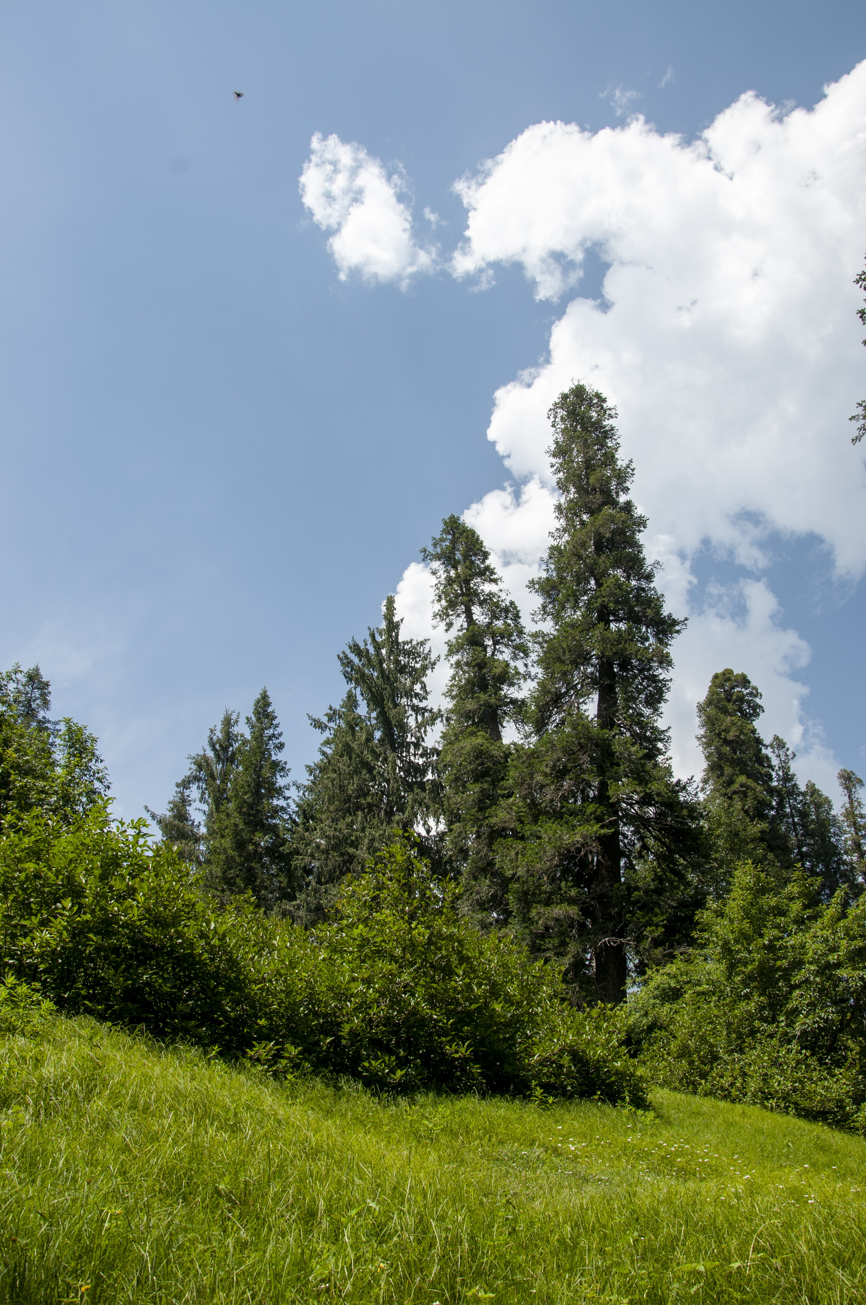 Beautiful large green trees