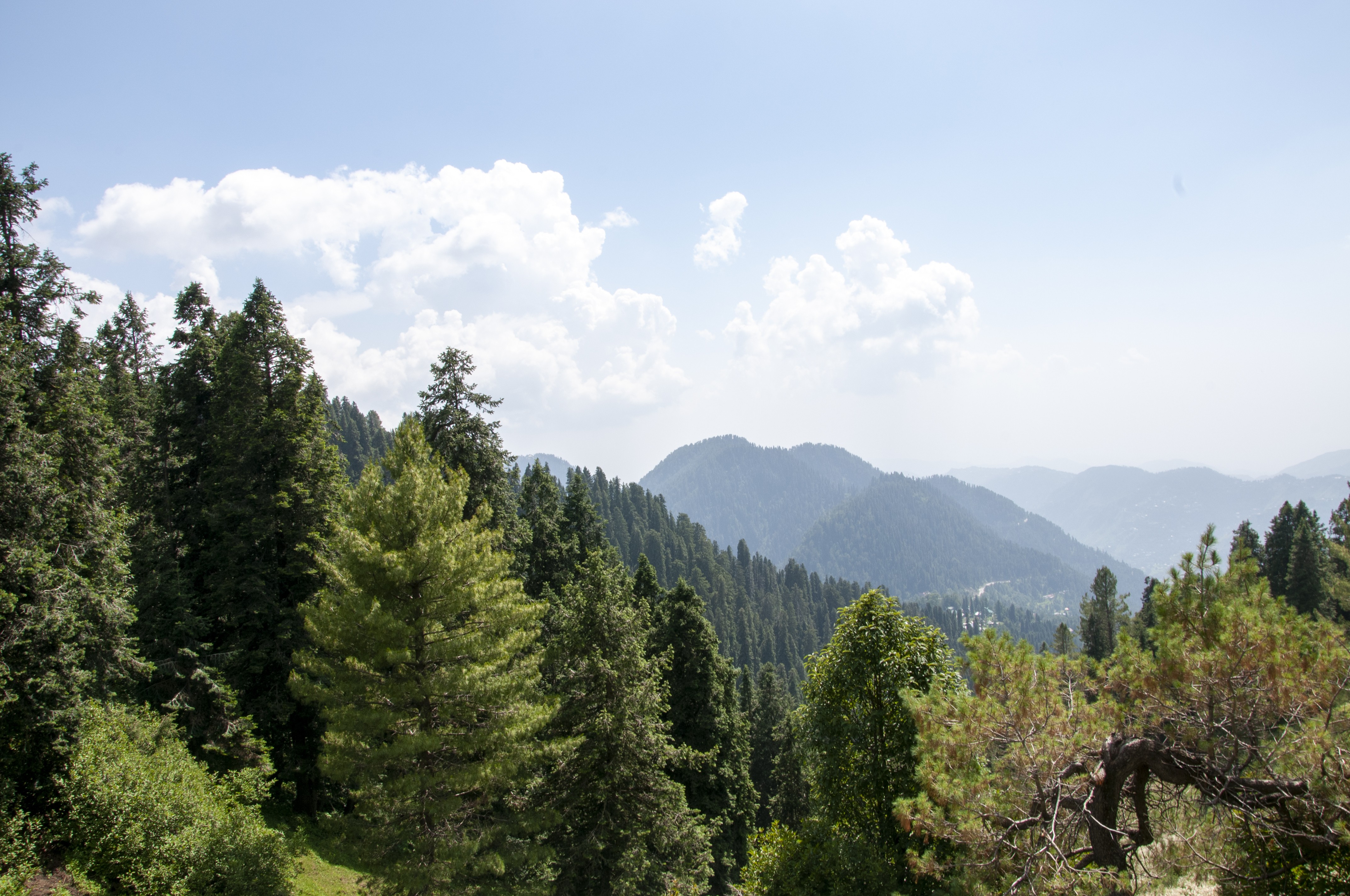 Beautiful large green trees