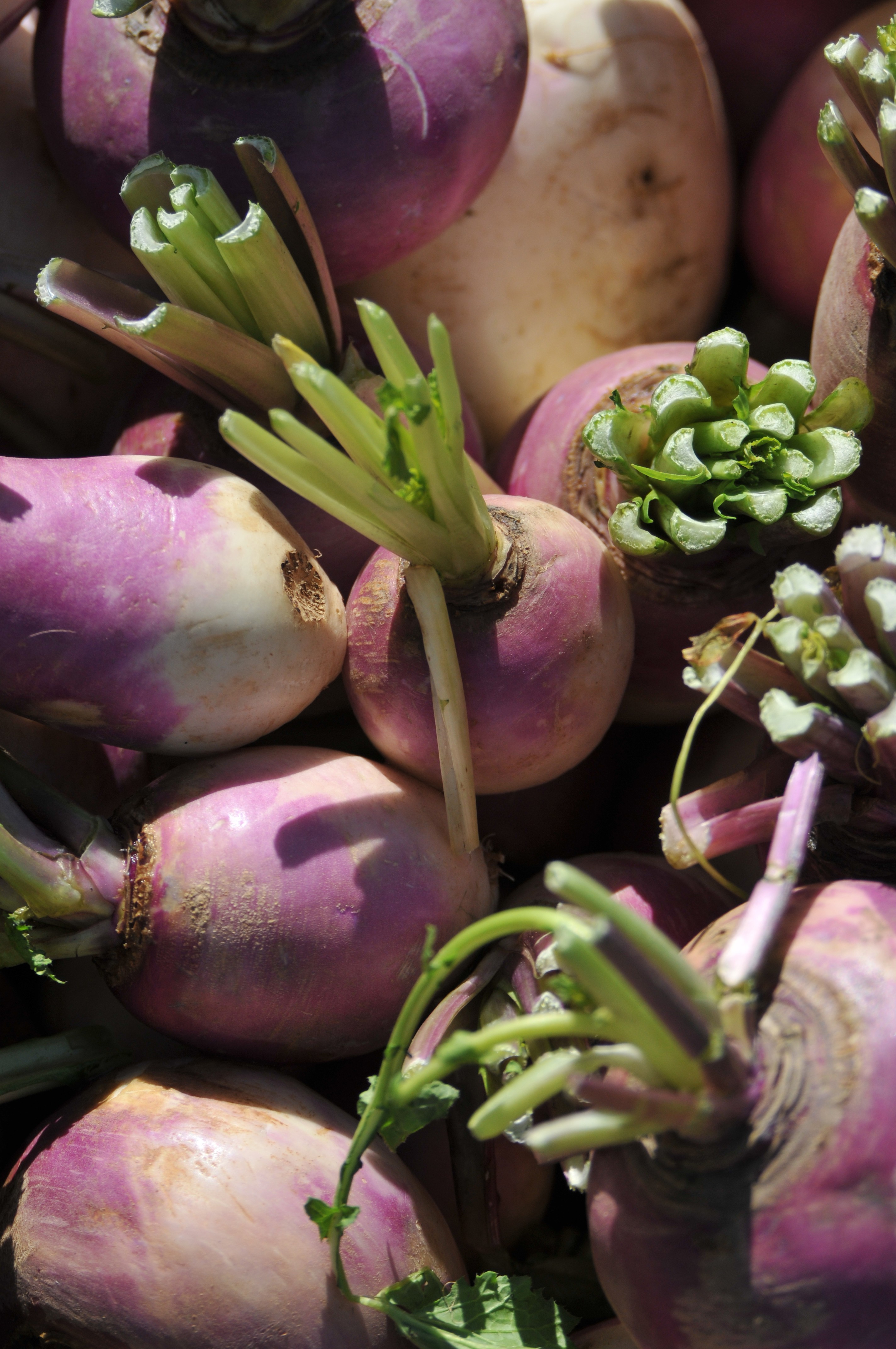 Fresh turnips