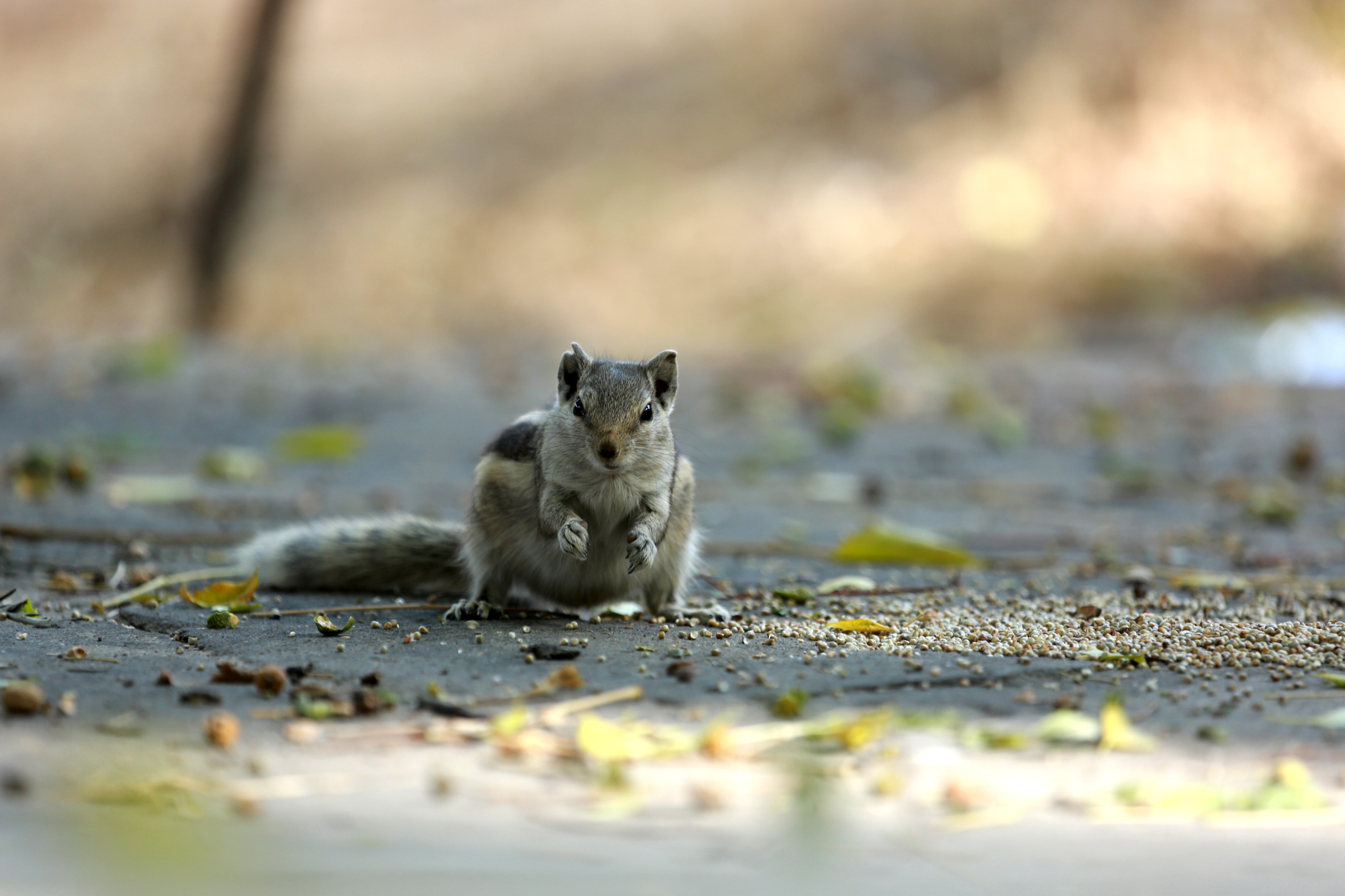 A squirrel