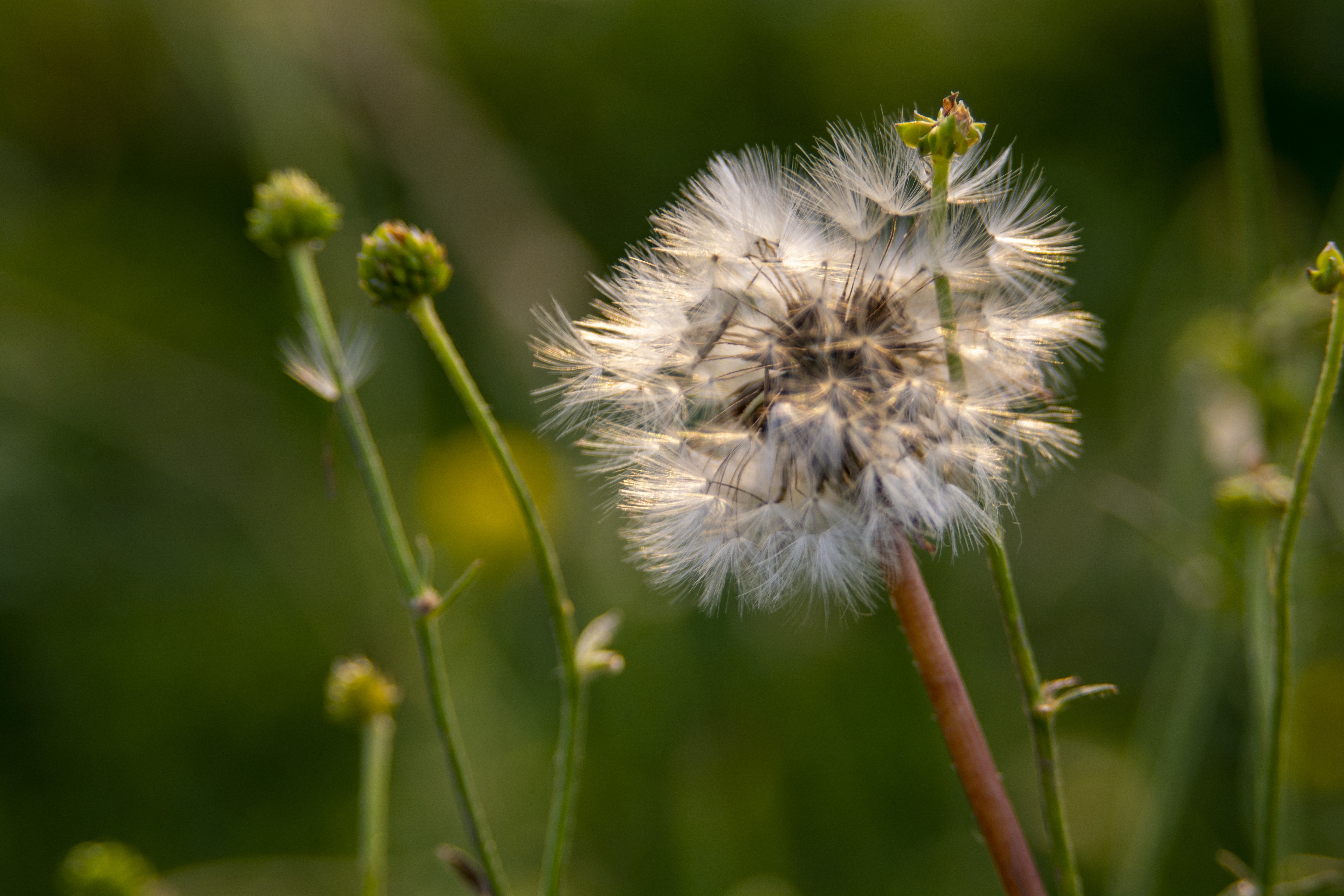 A common dandelion plant