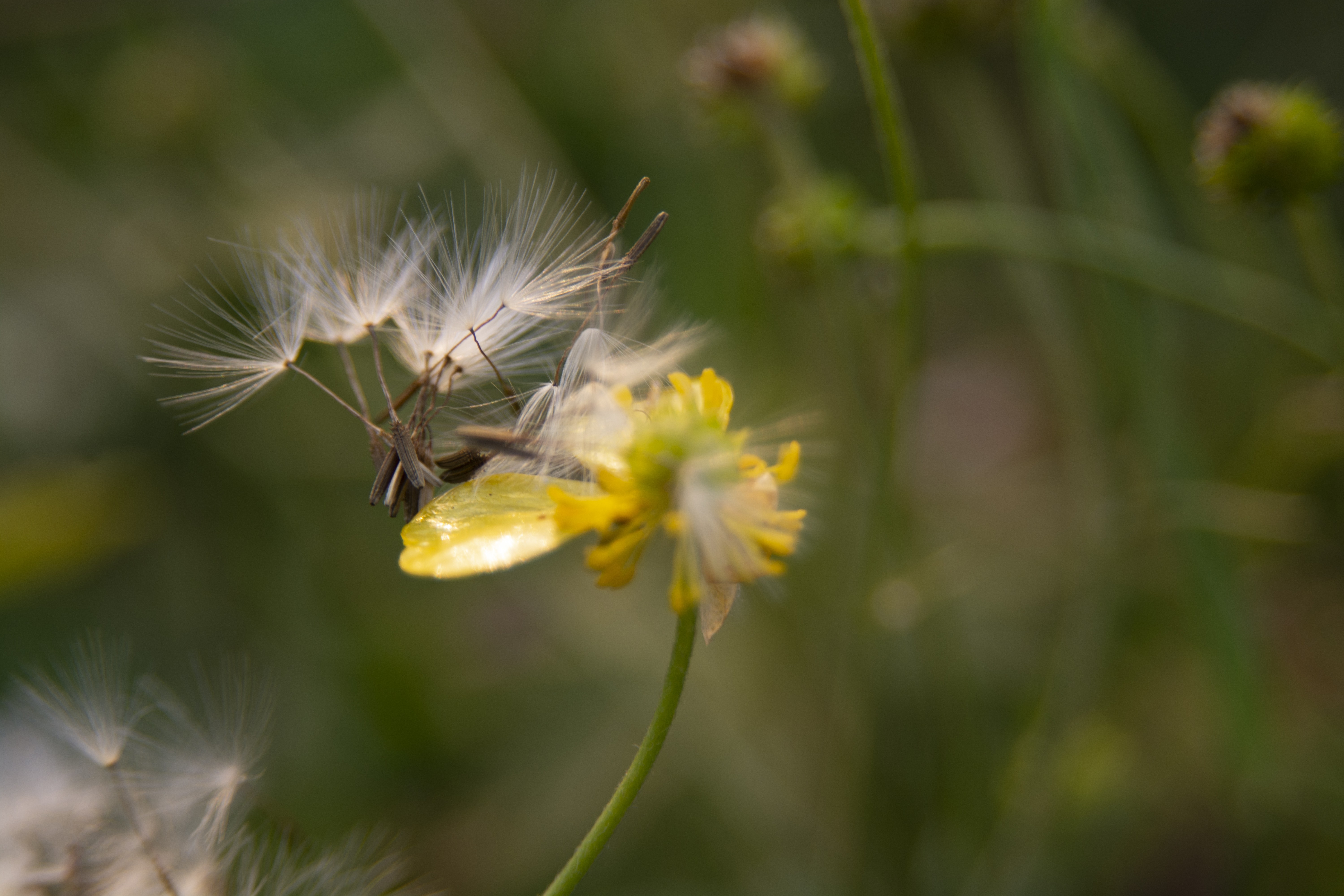 A common dandelion plant