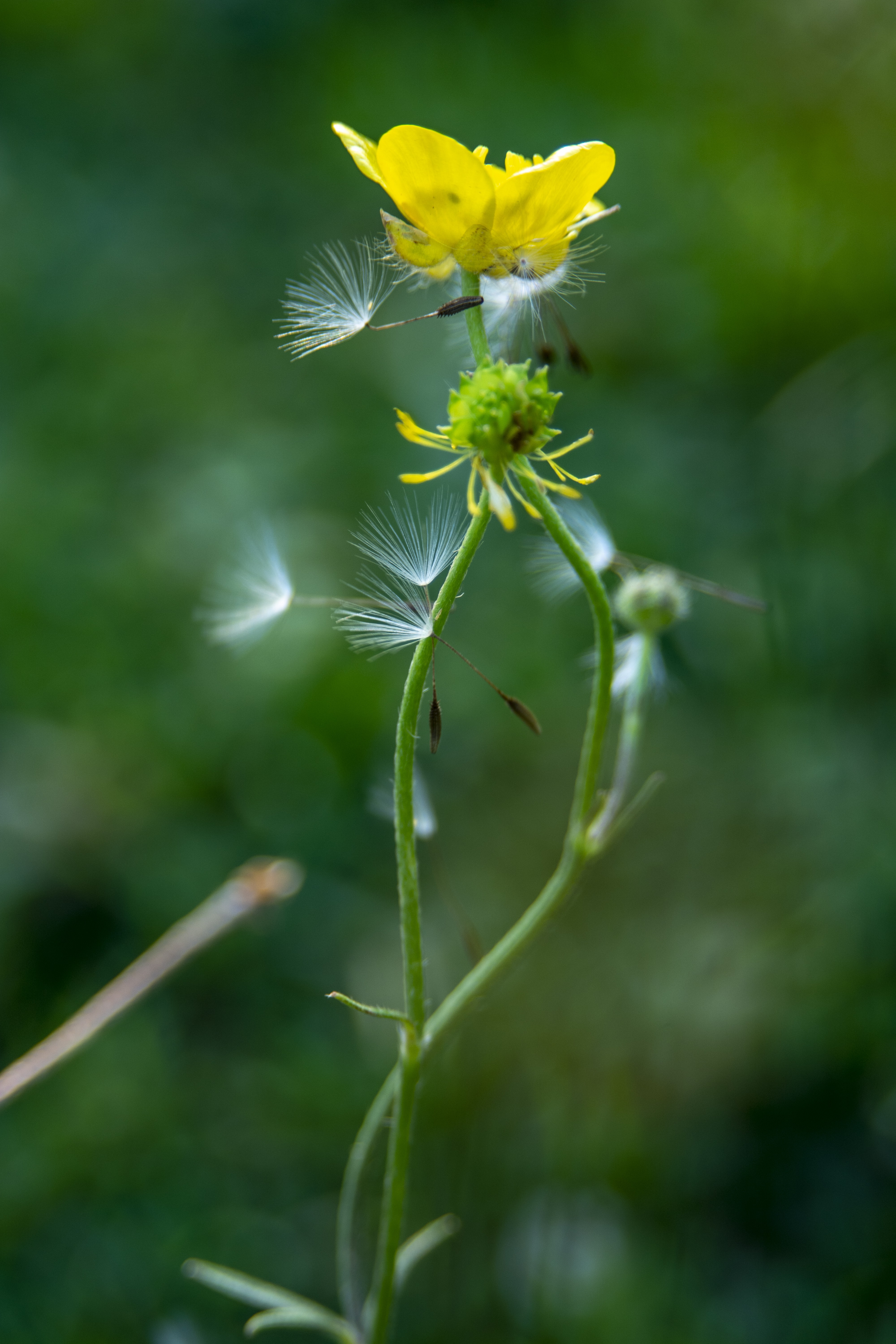 A common dandelion plant