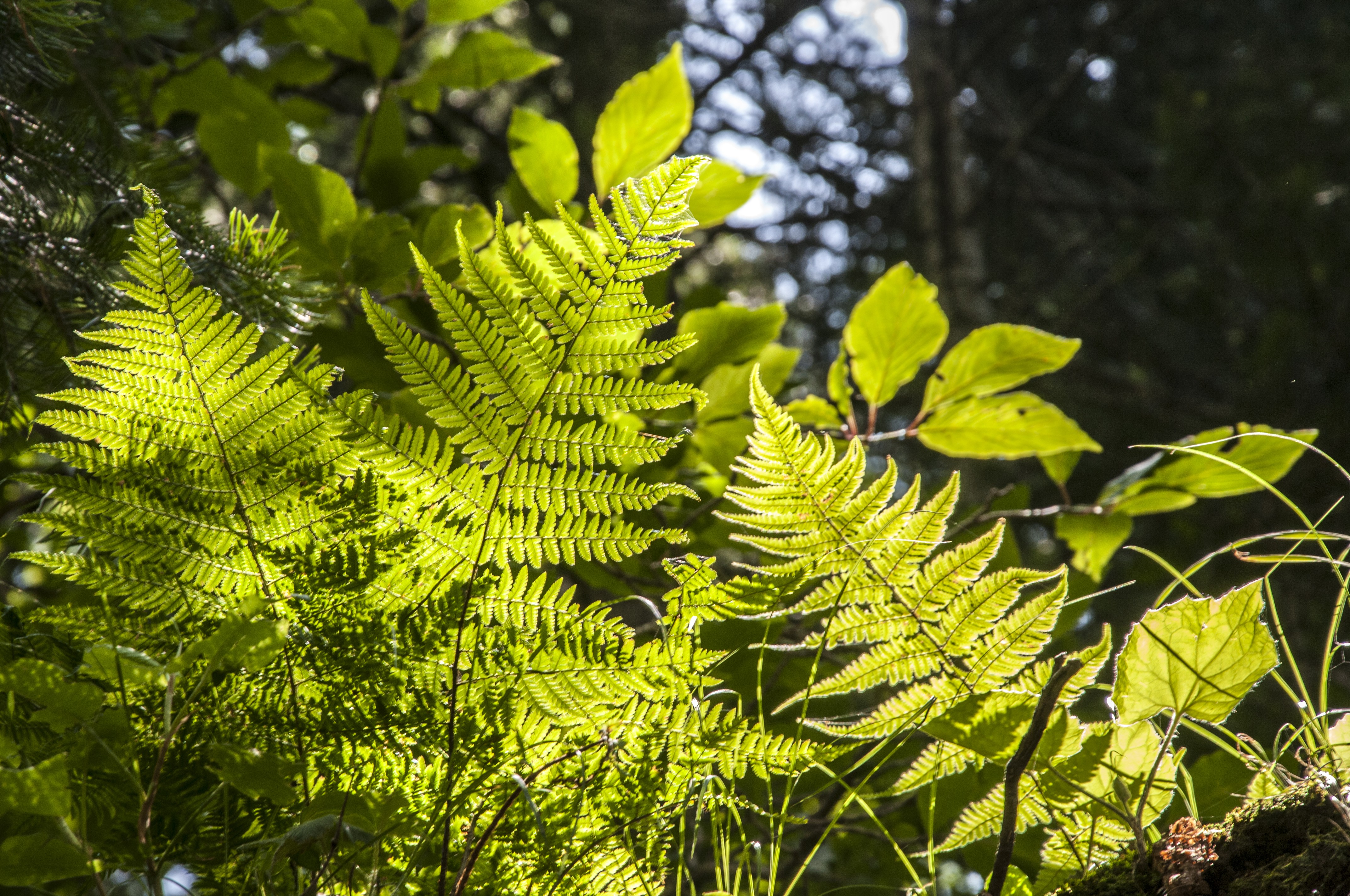 Beautiful green plants