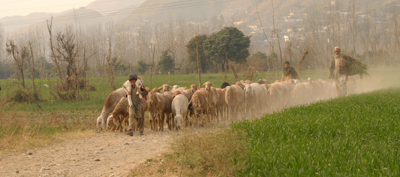 The Tribe of goats