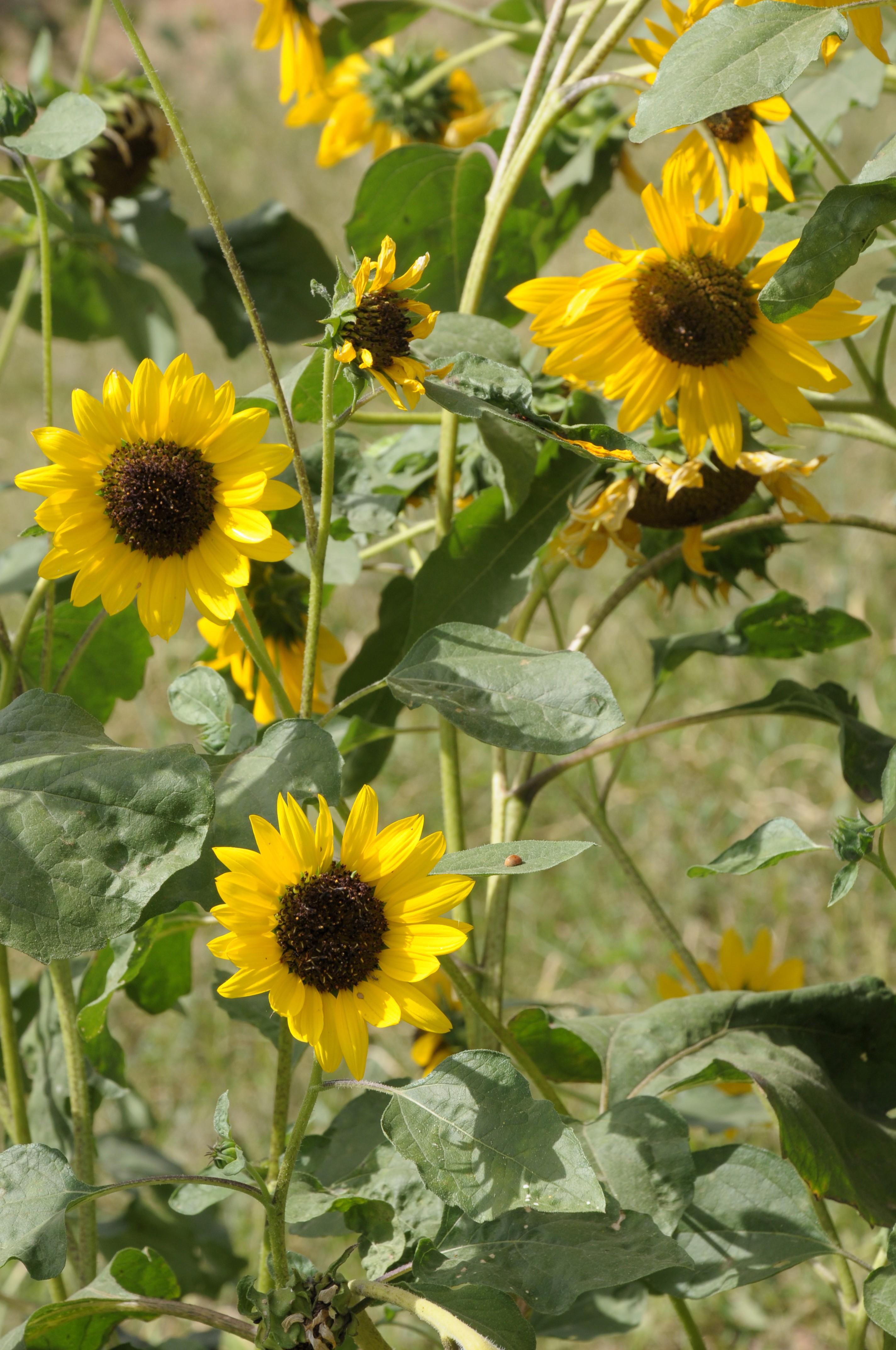 The sunflower